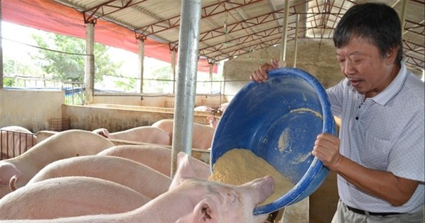 Giá lợn hơi giảm kỷ lục, người nuôi lao đao - Ảnh 1.