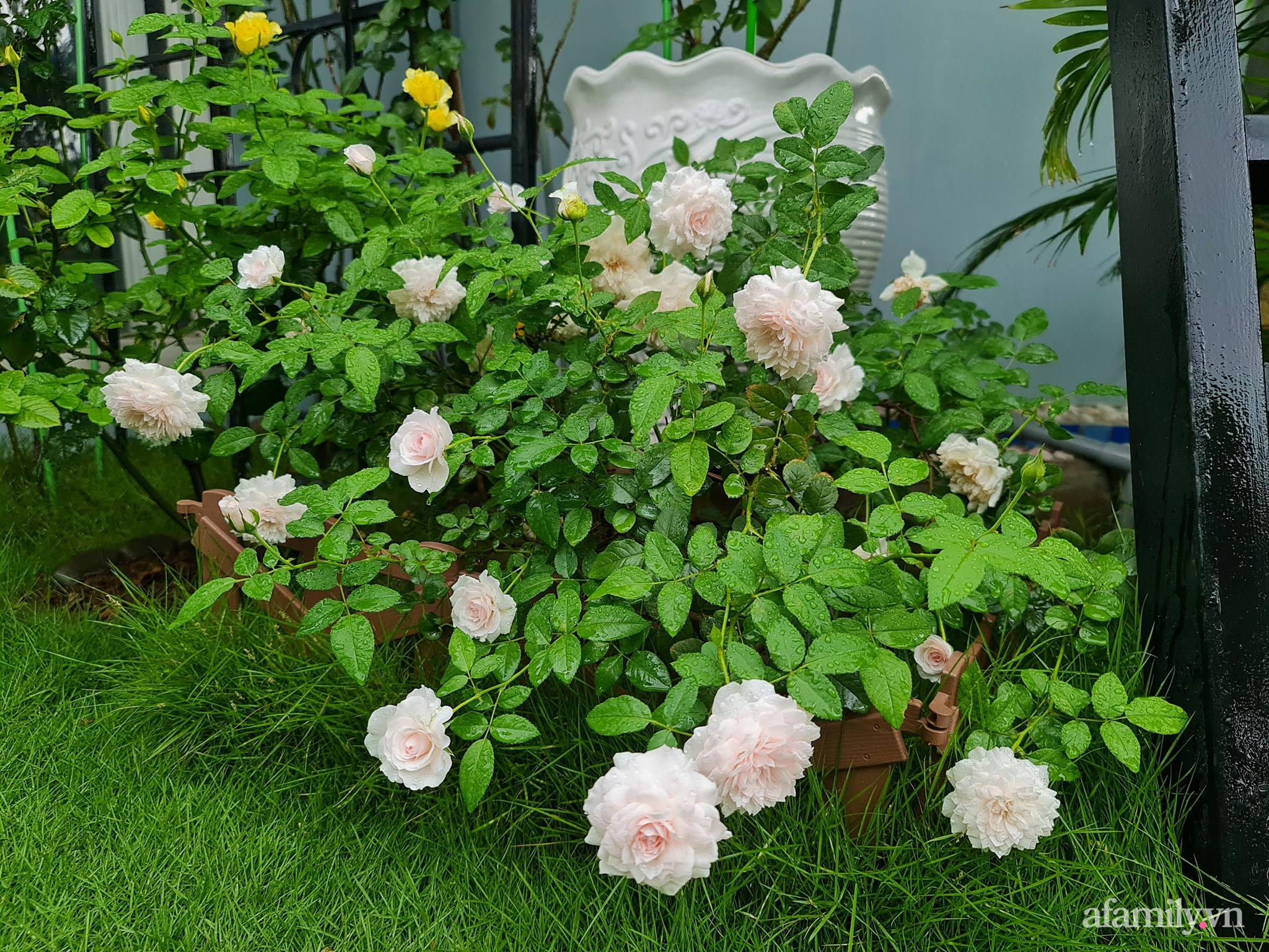 Đắm say trước vẻ đẹp ngọt lịm tim của vườn hồng rực rỡ trên sân thượng ở Bình Dương - Ảnh 8.