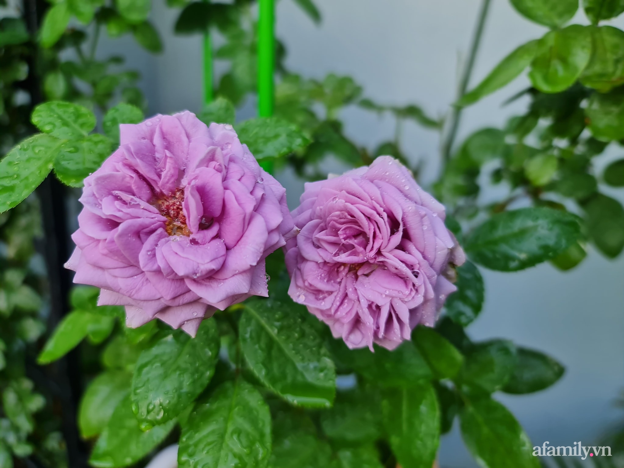 Đắm say trước vẻ đẹp ngọt lịm tim của vườn hồng rực rỡ trên sân thượng ở Bình Dương - Ảnh 19.