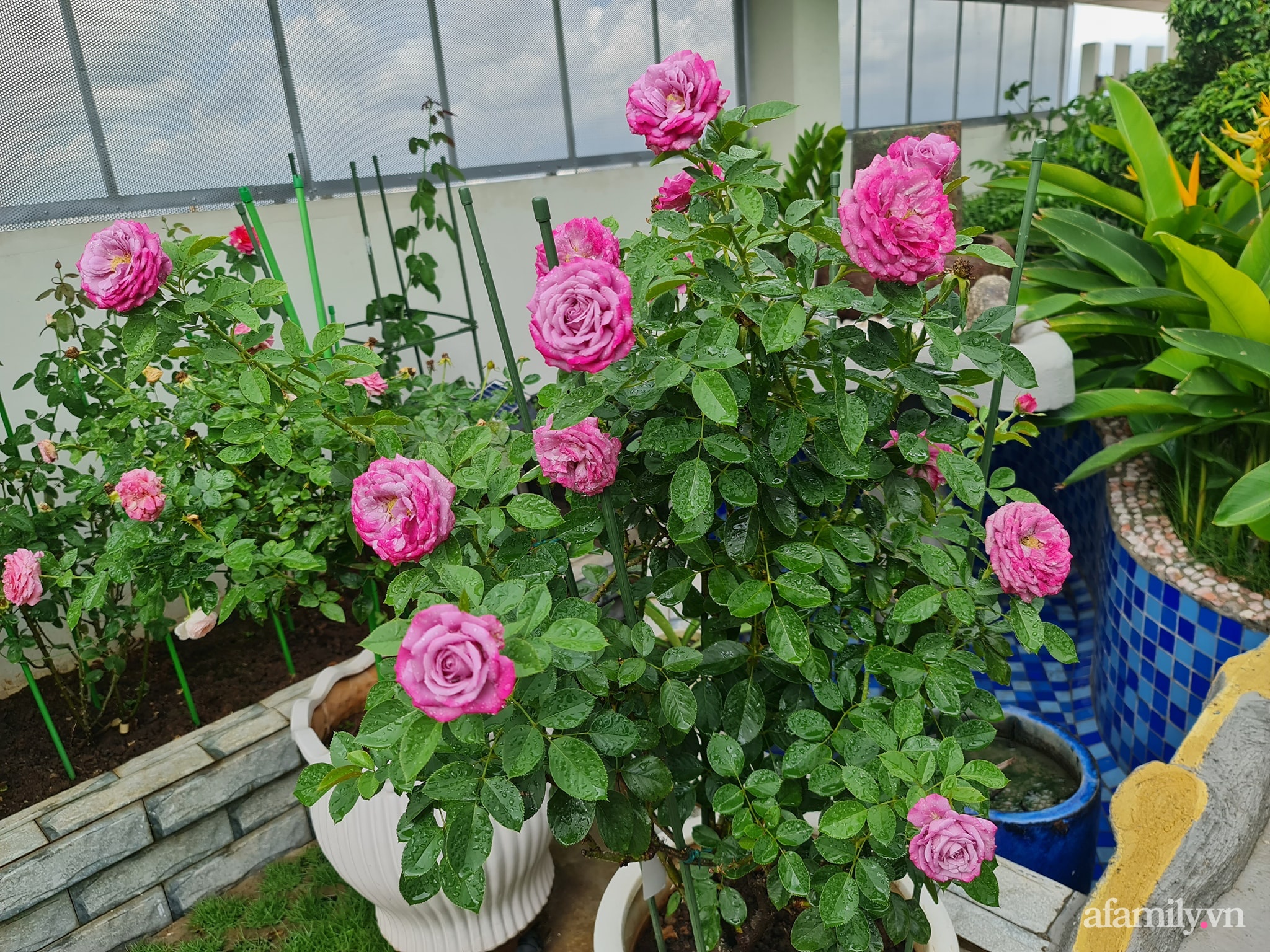 Đắm say trước vẻ đẹp ngọt lịm tim của vườn hồng rực rỡ trên sân thượng ở Bình Dương - Ảnh 11.