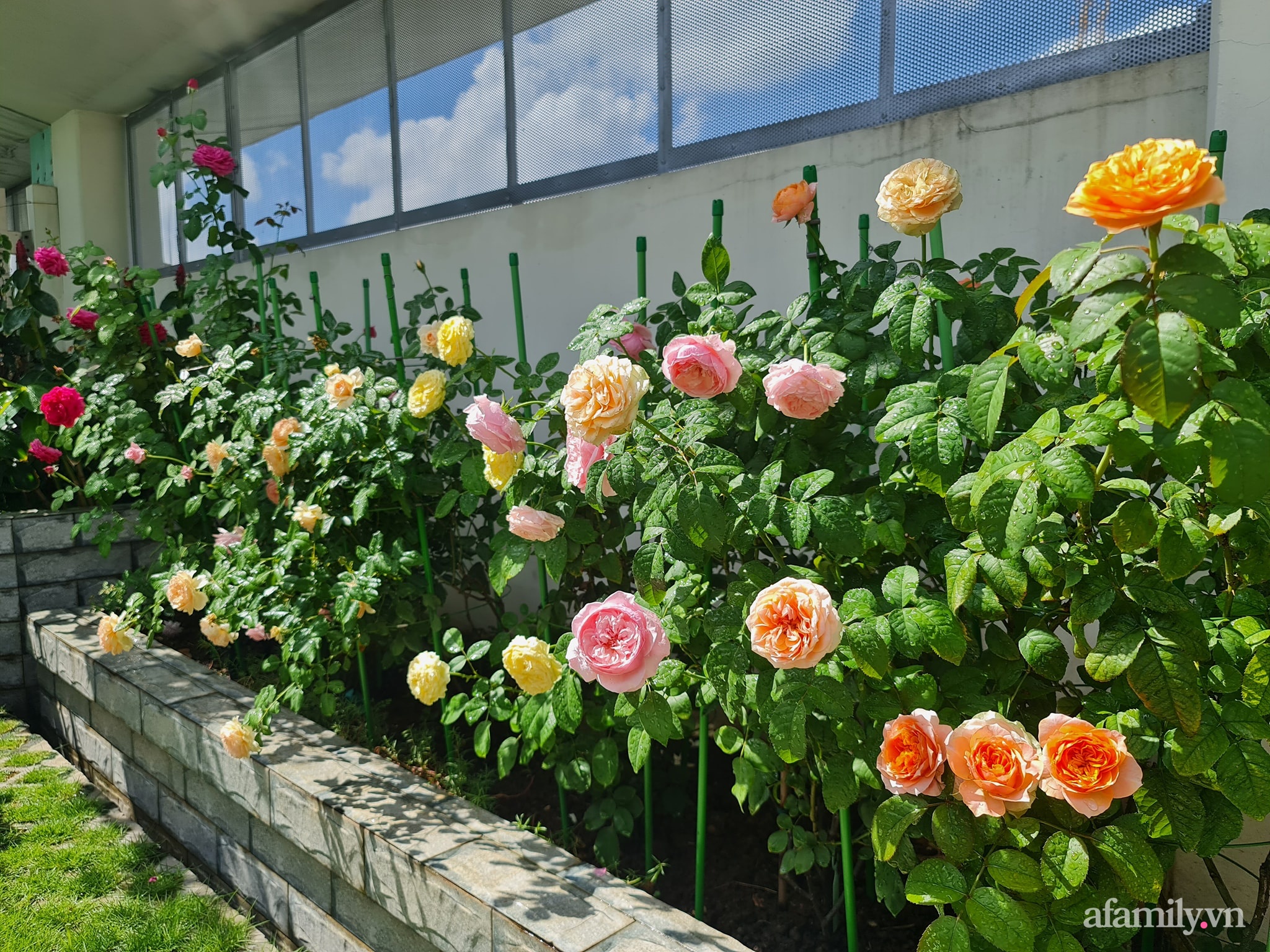 Đắm say trước vẻ đẹp ngọt lịm tim của vườn hồng rực rỡ trên sân thượng