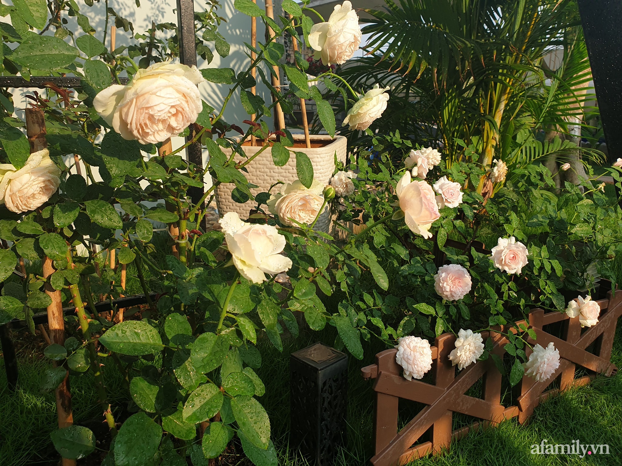Đắm say trước vẻ đẹp ngọt lịm tim của vườn hồng rực rỡ trên sân thượng ở Bình Dương - Ảnh 13.