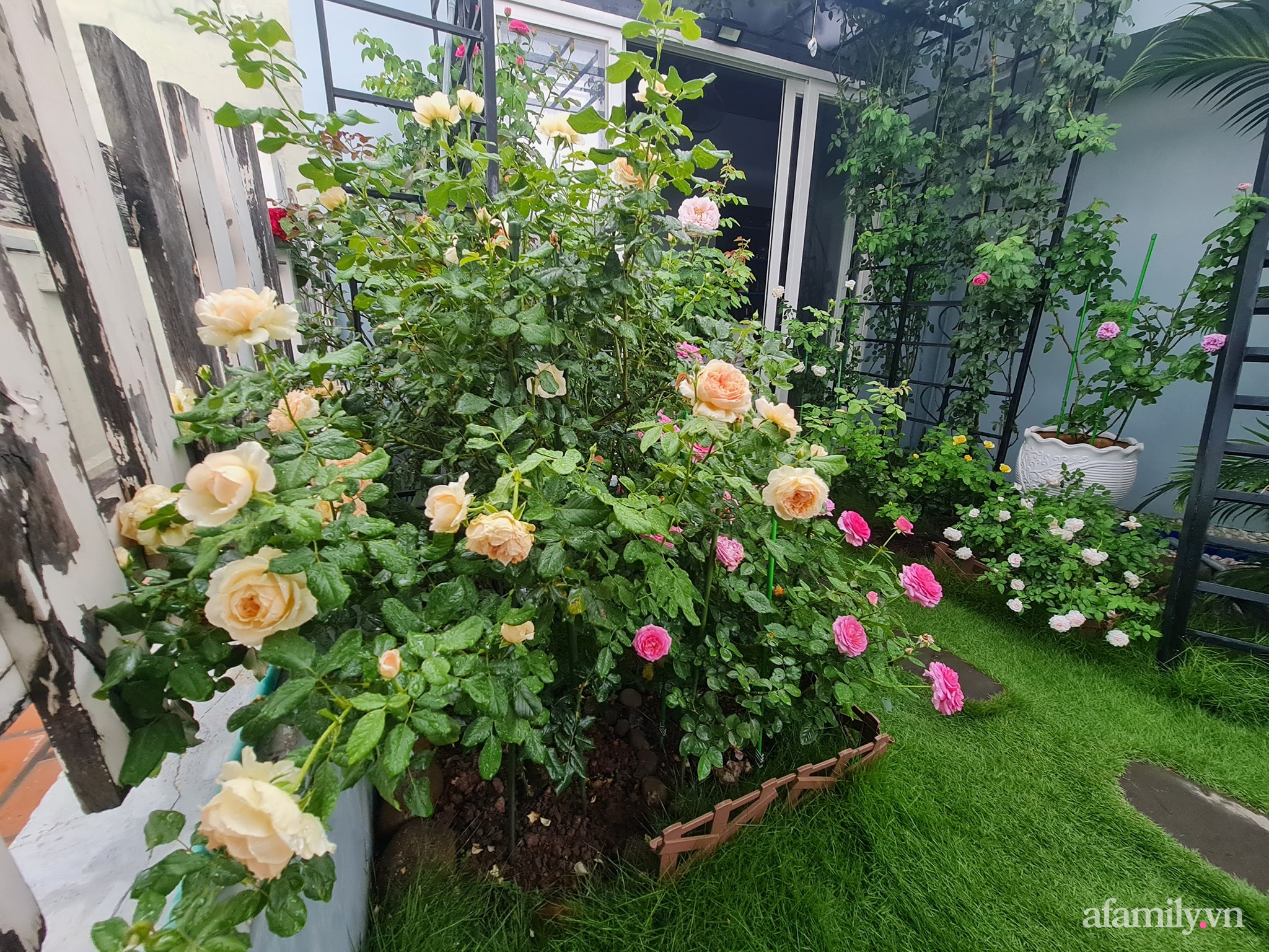 Đắm say trước vẻ đẹp ngọt lịm tim của vườn hồng rực rỡ trên sân thượng ở Bình Dương - Ảnh 9.
