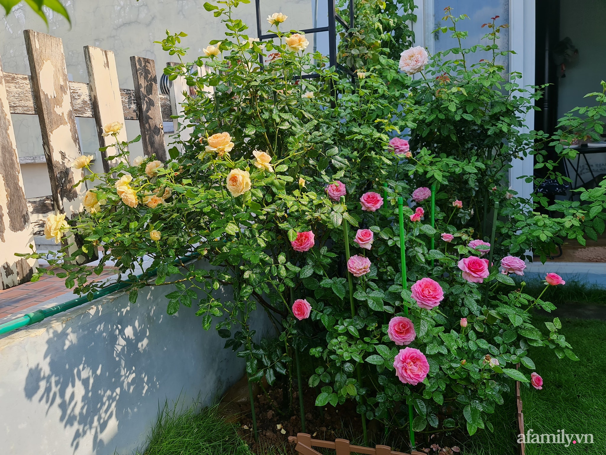 Đắm say trước vẻ đẹp ngọt lịm tim của vườn hồng rực rỡ trên sân thượng ở Bình Dương - Ảnh 10.