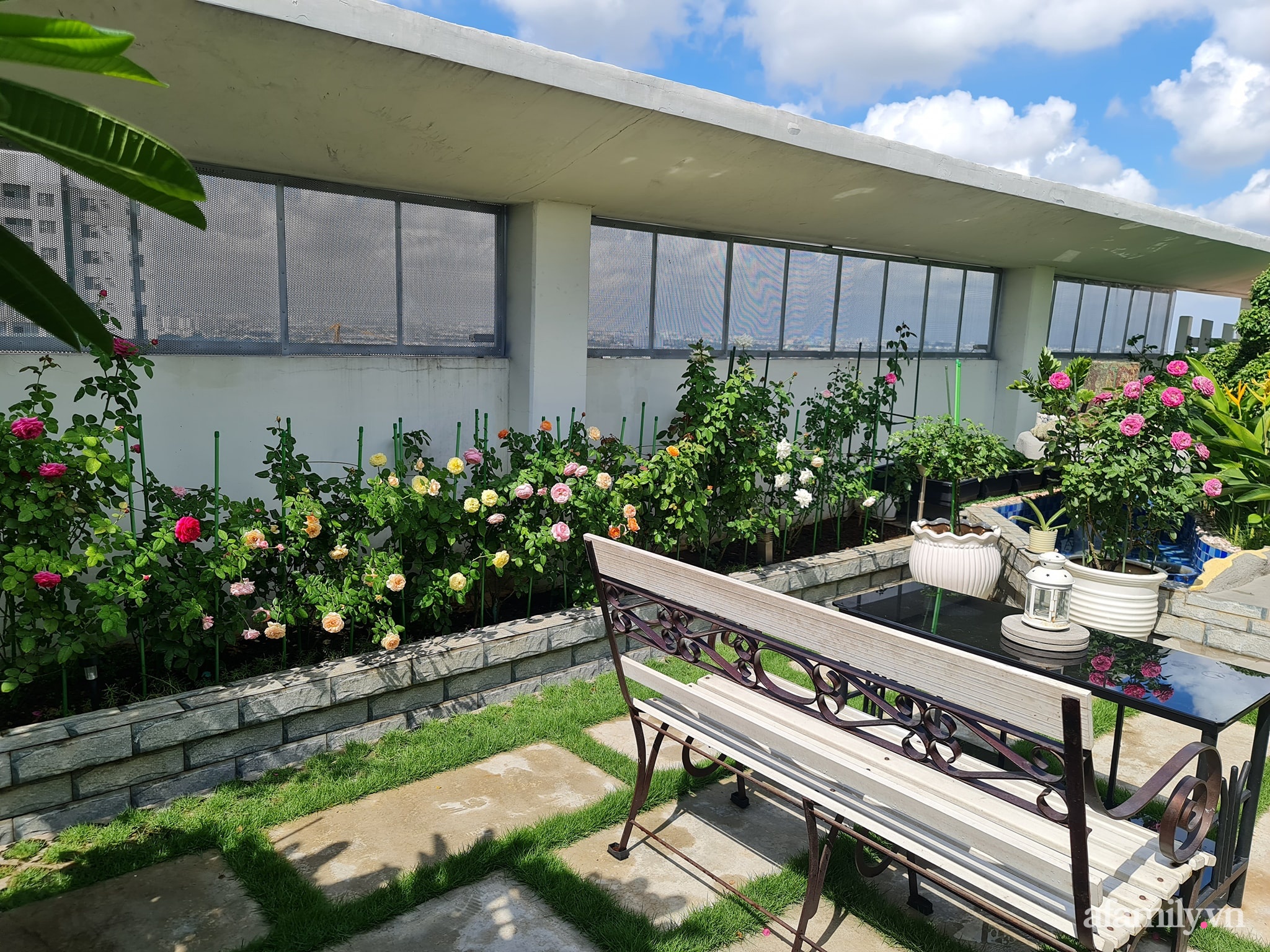Đắm say trước vẻ đẹp ngọt lịm tim của vườn hồng rực rỡ trên sân thượng ở Bình Dương - Ảnh 5.