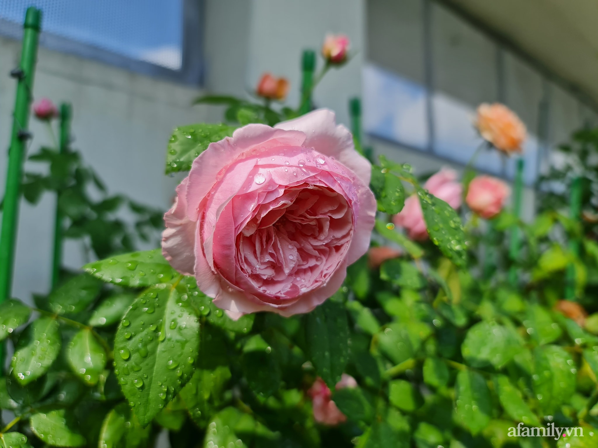Đắm say trước vẻ đẹp ngọt lịm tim của vườn hồng rực rỡ trên sân thượng ở Bình Dương - Ảnh 21.