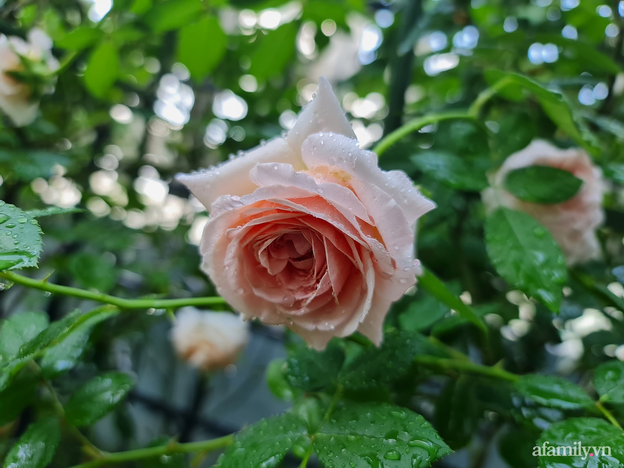 Đắm say trước vẻ đẹp ngọt lịm tim của vườn hồng rực rỡ trên sân thượng ở Bình Dương - Ảnh 20.
