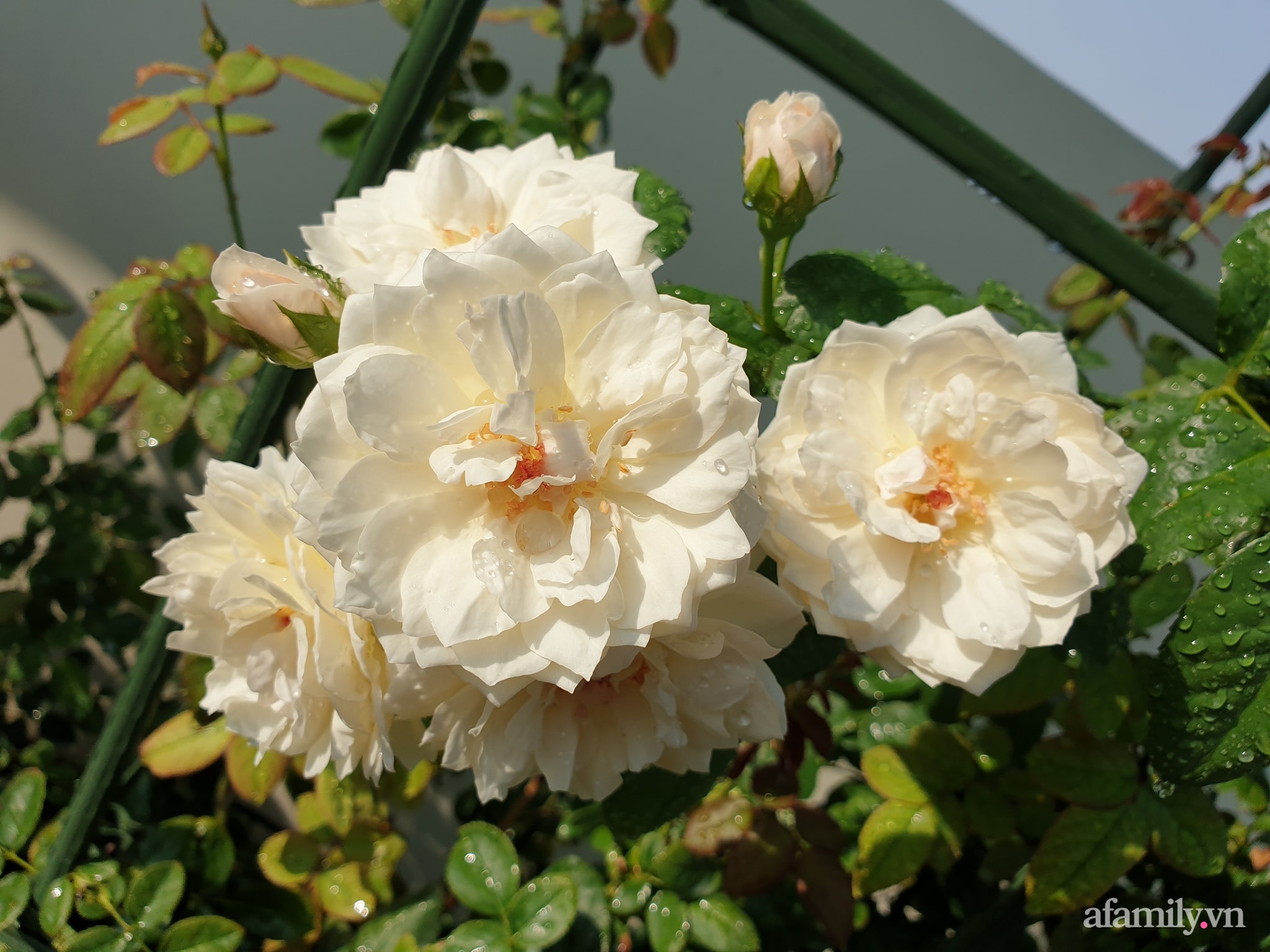 Đắm say trước vẻ đẹp ngọt lịm tim của vườn hồng rực rỡ trên sân thượng ở Bình Dương - Ảnh 18.