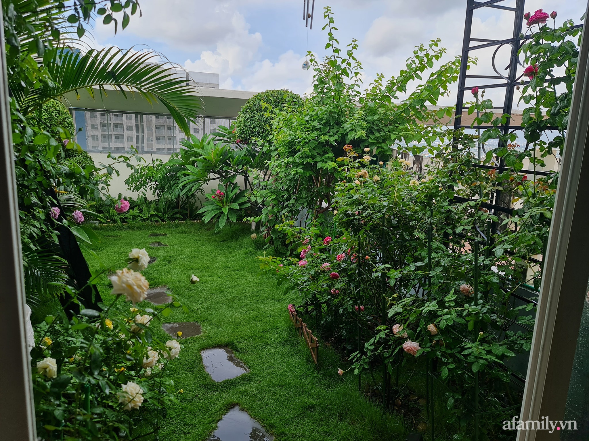 Đắm say trước vẻ đẹp ngọt lịm tim của vườn hồng rực rỡ trên sân thượng ở Bình Dương - Ảnh 2.