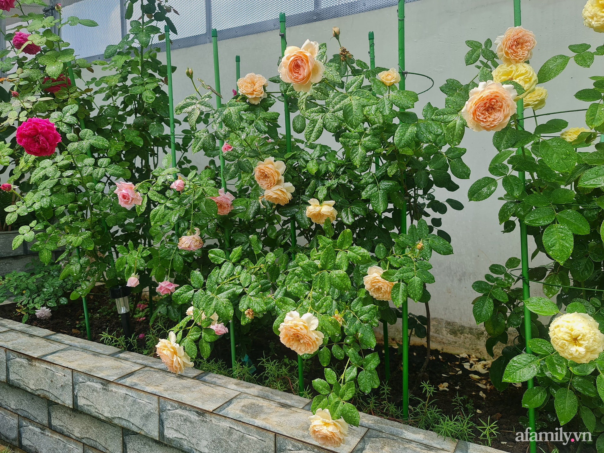 Đắm say trước vẻ đẹp ngọt lịm tim của vườn hồng rực rỡ trên sân thượng ở Bình Dương - Ảnh 14.