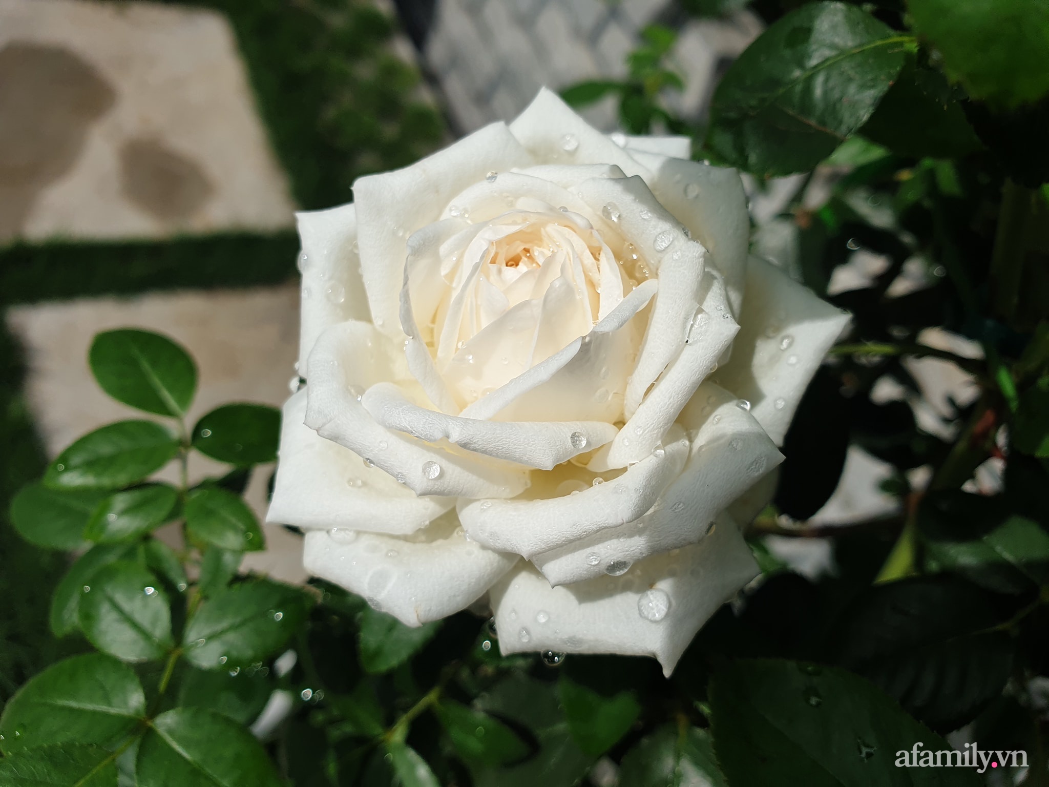 Đắm say trước vẻ đẹp ngọt lịm tim của vườn hồng rực rỡ trên sân thượng ở Bình Dương - Ảnh 23.
