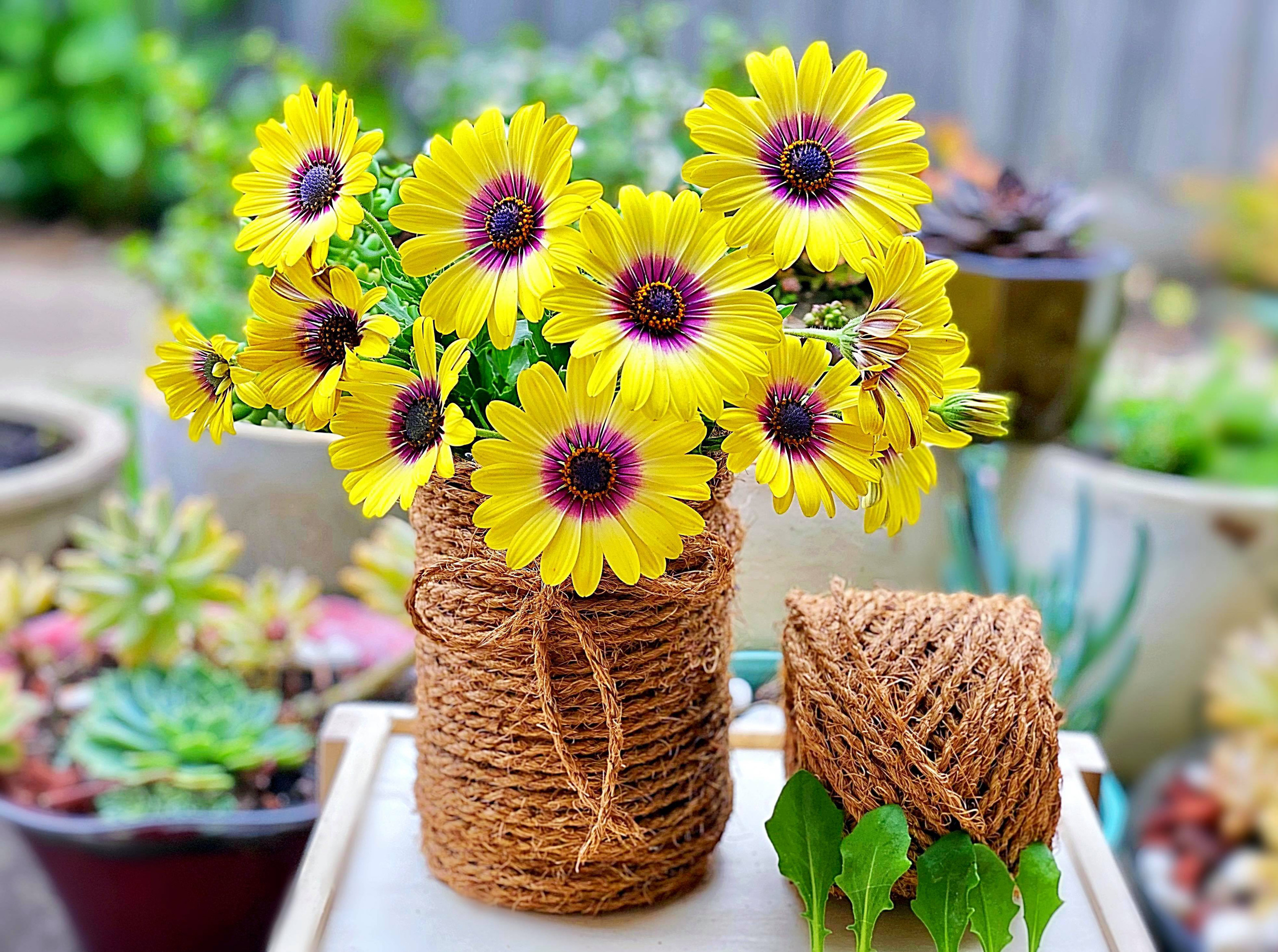 Bị "hớp hồn" bởi màu trắng tinh khôi của cúc dại, vợ đảm tại Úc thử tài với 1001 cách cắm hoa, tô điểm cho phòng khách trở nên thơ mộng lãng mạn - Ảnh 7.