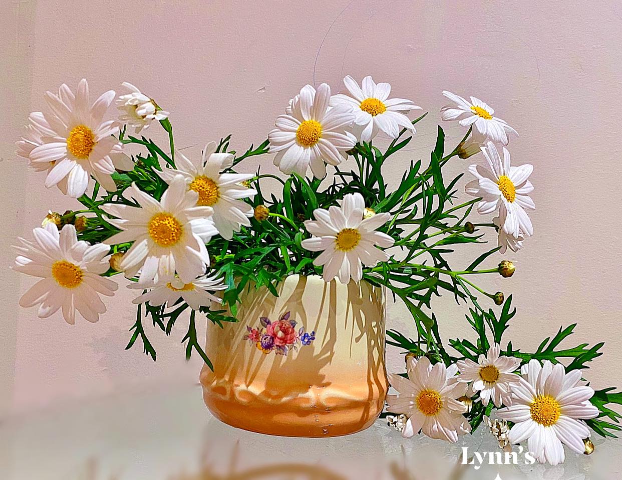 Hoa cúc dại (Cúc họa mi) – loài hoa tượng trưng cho Tình yêu thầm lặng |  Muôn Hoa