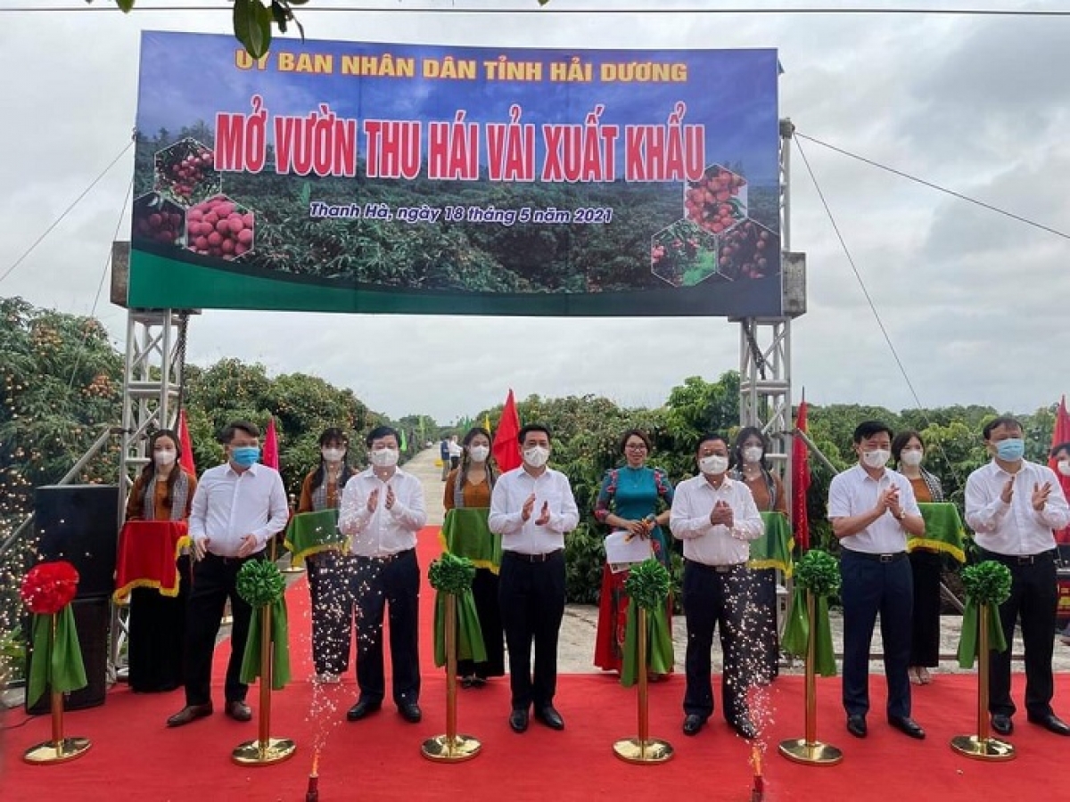 Mở vườn vải thiều Thanh Hà, xuất lô hàng đầu tiên sang Nhật - Ảnh 2.