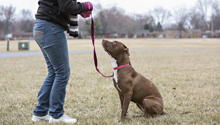 Kinh nghiệm ứng phó nếu chẳng may gặp chó pitbull "lên cơn" - Ảnh 6. Kinh nghiệm ứng phó nếu chẳng may gặp chó pitbull "lên cơn" - Ảnh 6.