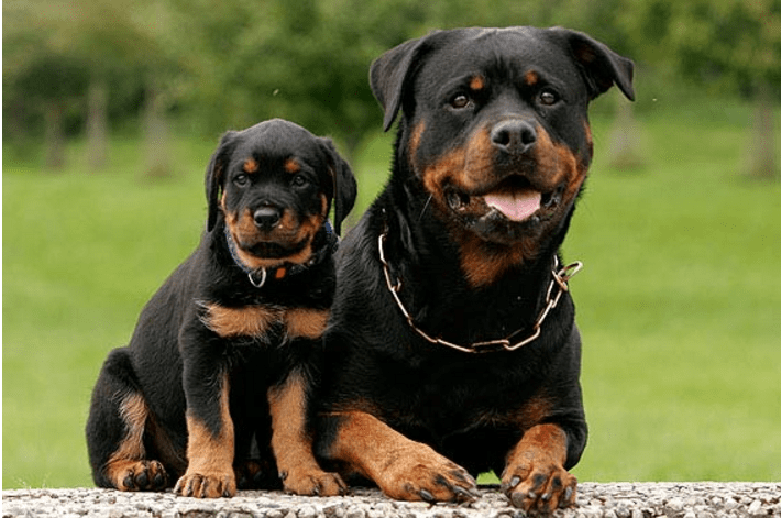 Dù cho Pitbull có thể có tiếng là chó nguy hiểm, nhưng khi bạn rước về một chú chó Rottweiler, bạn sẽ cảm nhận được sự an toàn và trung thành của chúng. Hãy xem hình ảnh về chó Rottweiler và Pitbull, để nhận ra sự khác biệt và đẹp đẽ của hai giống chó này.