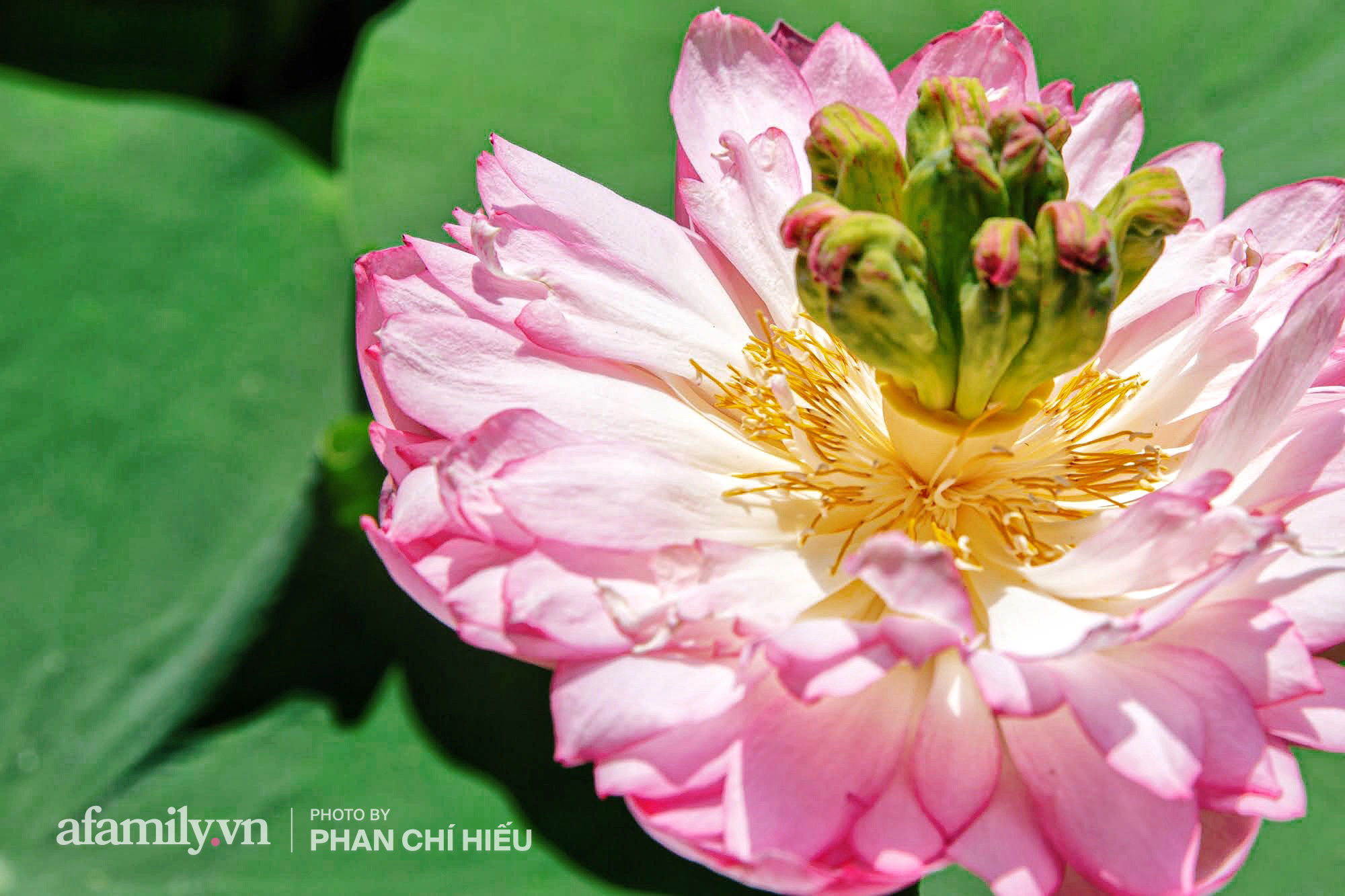Độc đáo với thú chơi sen cung đình Huế tại Hà Nội, nở hoa tuyệt đẹp giữa ngôi nhà cổ trăm năm tuổi khiến bao người mê mẩn - Ảnh 6.