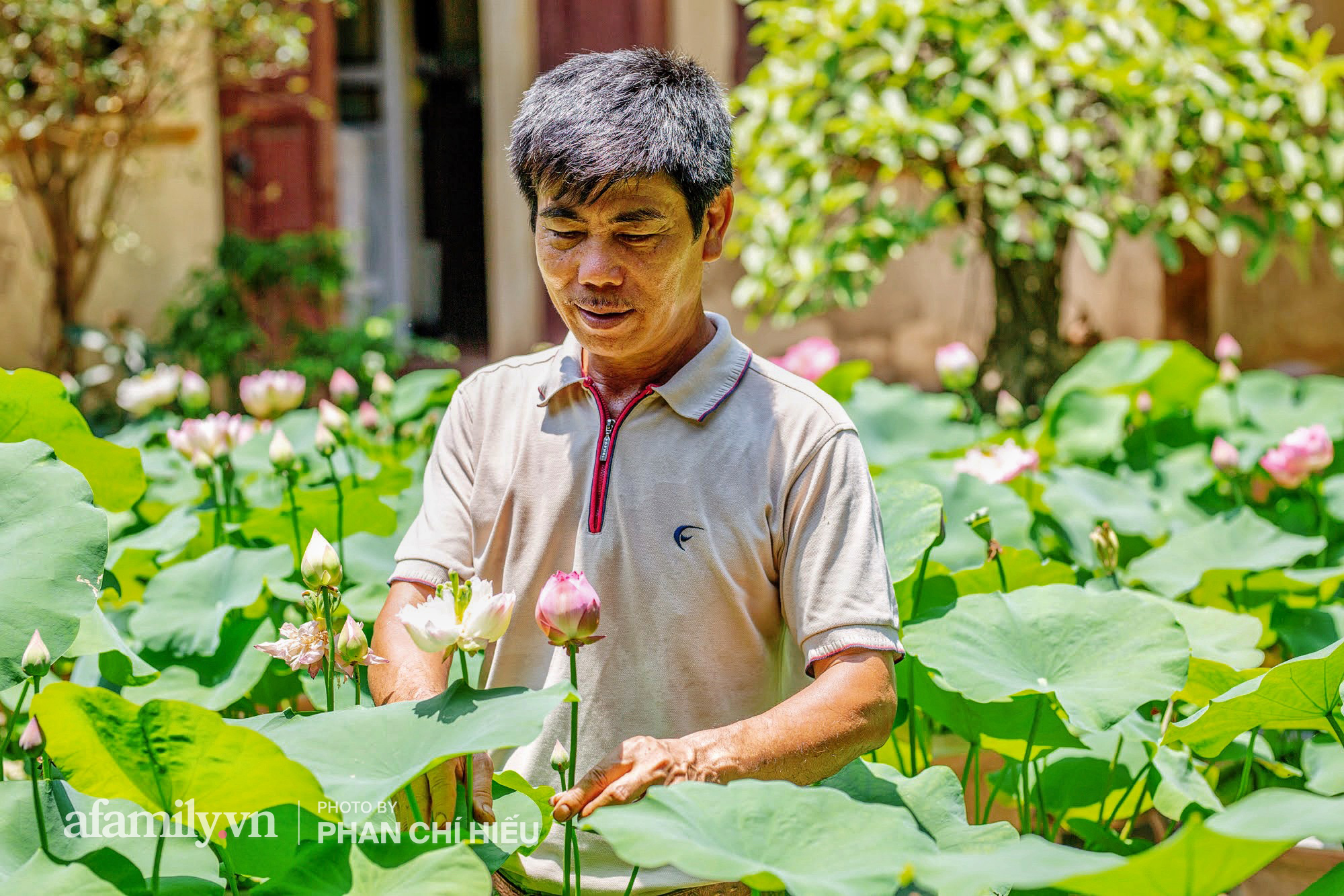 Độc đáo với thú chơi sen cung đình Huế tại Hà Nội, nở hoa tuyệt đẹp giữa ngôi nhà cổ trăm năm tuổi khiến bao người mê mẩn - Ảnh 7.