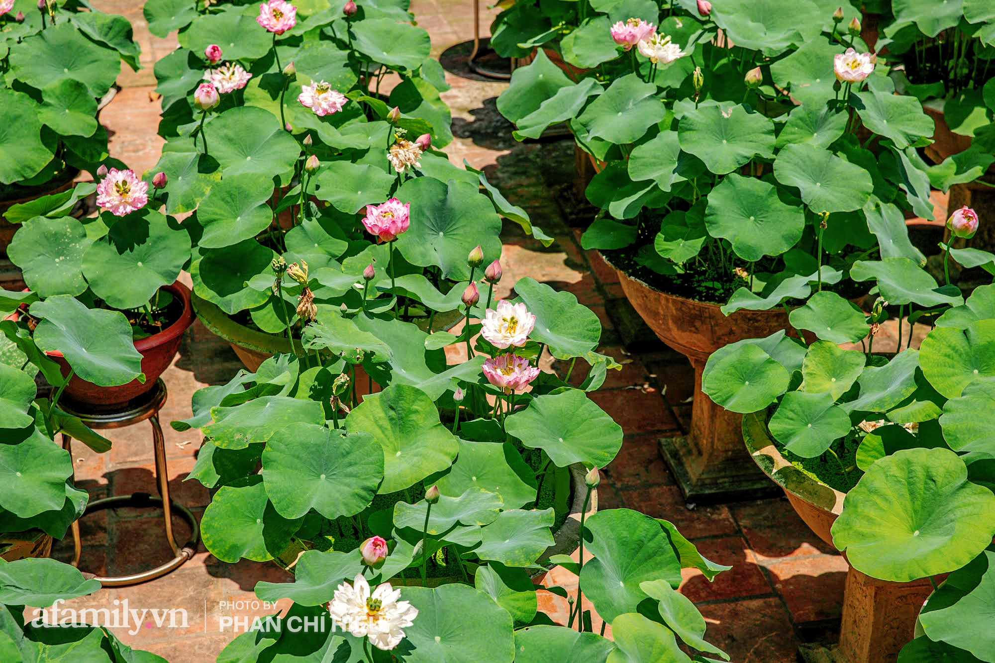 Độc đáo với thú chơi sen cung đình Huế tại Hà Nội, nở hoa tuyệt đẹp giữa ngôi nhà cổ trăm năm tuổi khiến bao người mê mẩn - Ảnh 10.