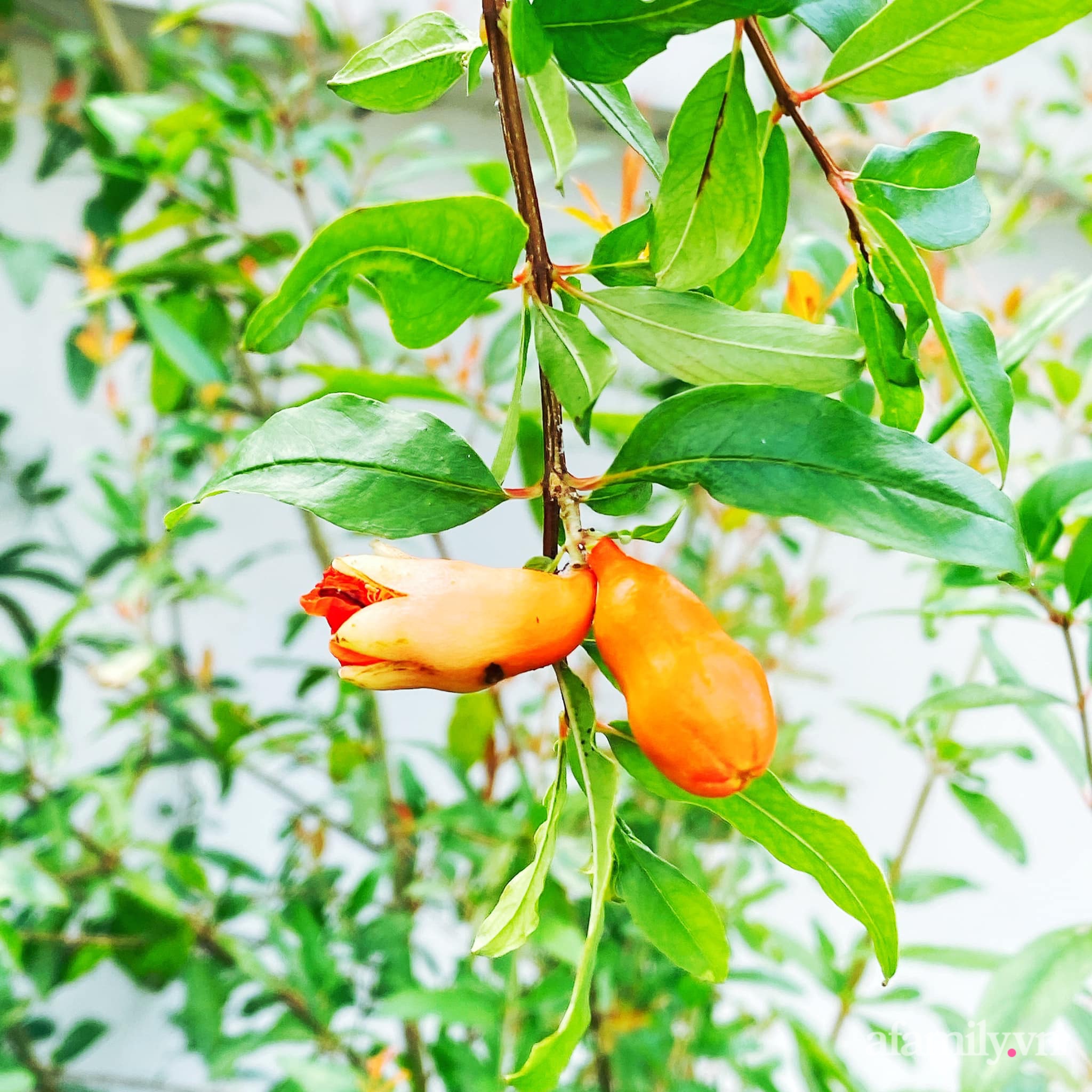 Người đàn ông dành cả &quot;thanh xuân&quot; tái chế thùng phuy thành chậu trồng hoa làm đẹp tổ ấm ở Mỹ Tho - Ảnh 17.