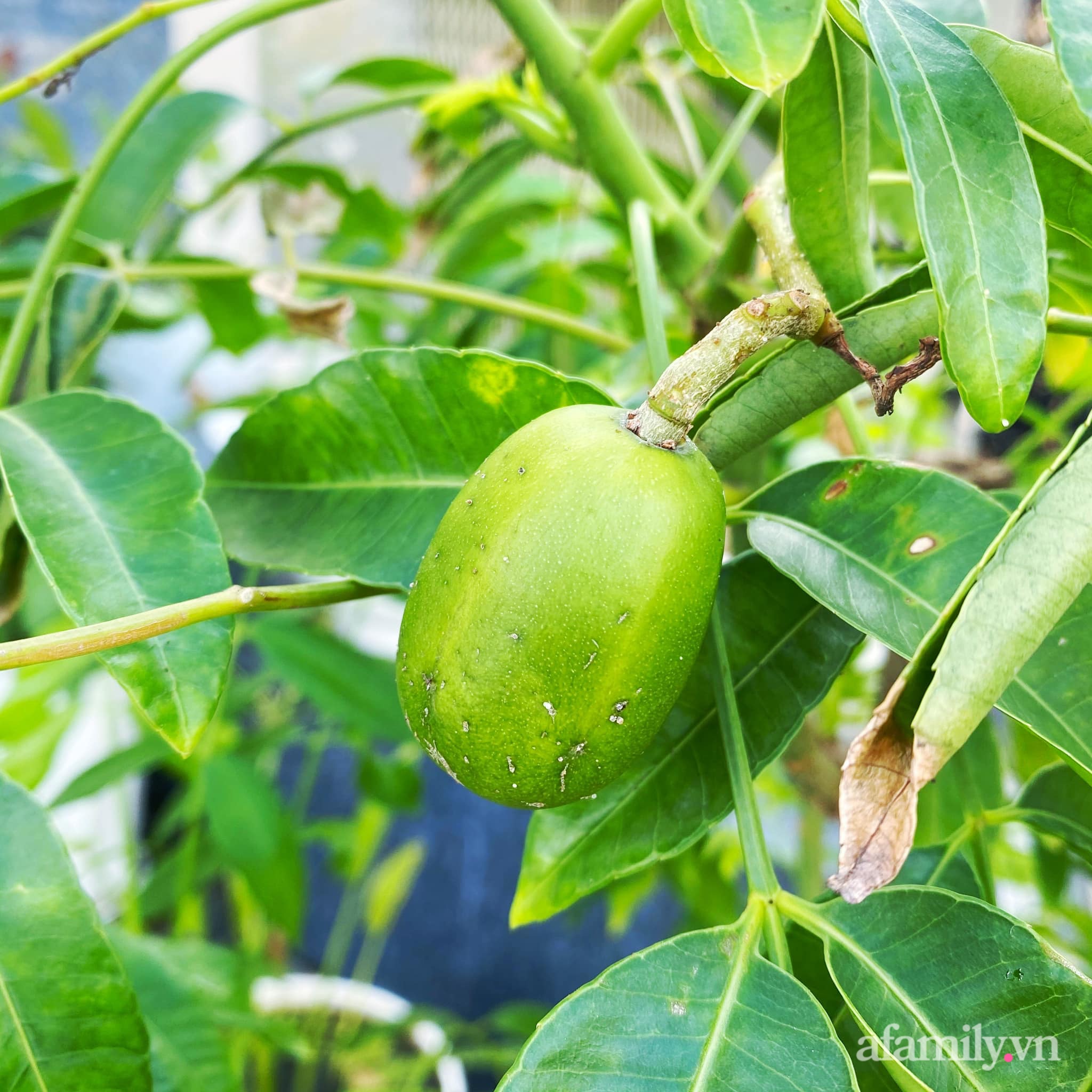 Người đàn ông dành cả &quot;thanh xuân&quot; tái chế thùng phuy thành chậu trồng hoa làm đẹp tổ ấm ở Mỹ Tho - Ảnh 11.