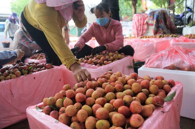 Tâm dịch Bắc Giang bắt đầu bước vào vụ vải thiều - Ảnh 2.