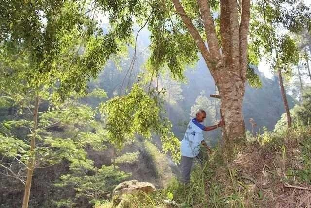 Lâm vào lầm than khi khu rừng gần nhà bị đốt trụi, cụ ông làm một chuyện bị chửi là &quot;lão điên&quot;, nhiều năm sau lại khiến những kẻ dè bỉu phải xấu hổ - Ảnh 2.