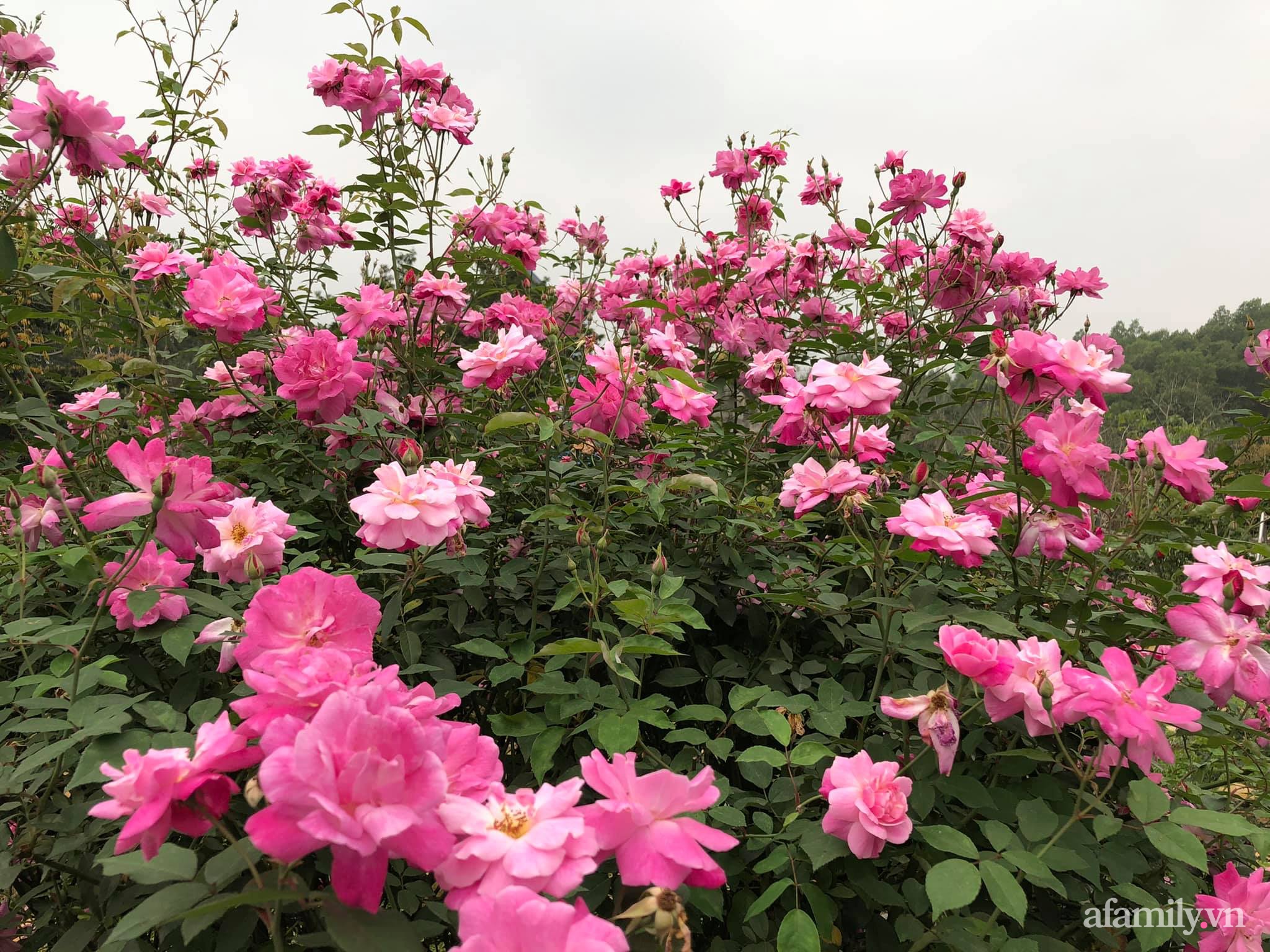 Cuộc sống an yên giữa đồi núi trong ngôi nhà hoa hồng quanh năm tỏa hương sắc của gia đình ở Ba Vì - Ảnh 9.