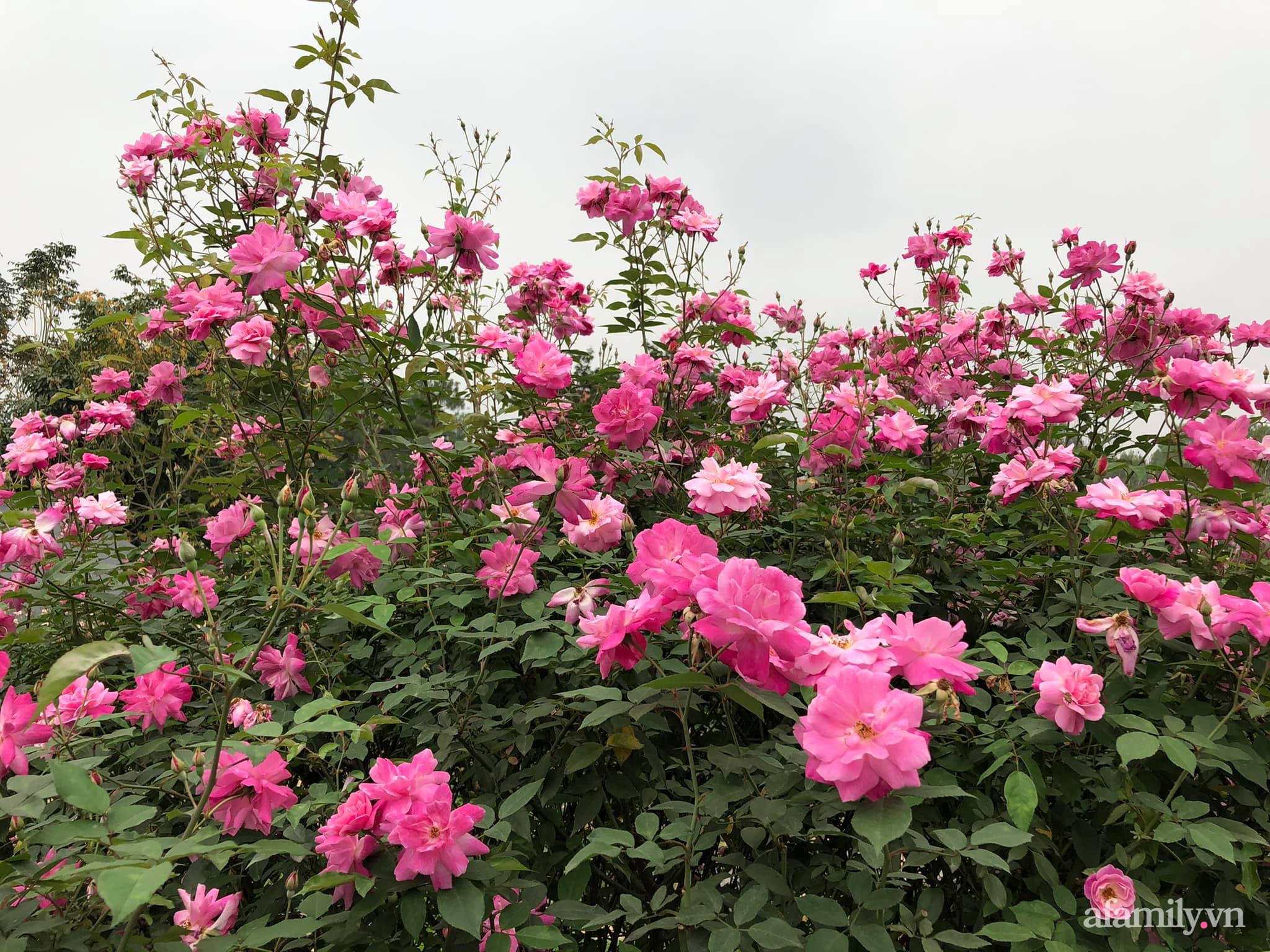 Cuộc sống an yên giữa đồi núi trong ngôi nhà hoa hồng quanh năm tỏa hương sắc của gia đình ở Ba Vì - Ảnh 13.