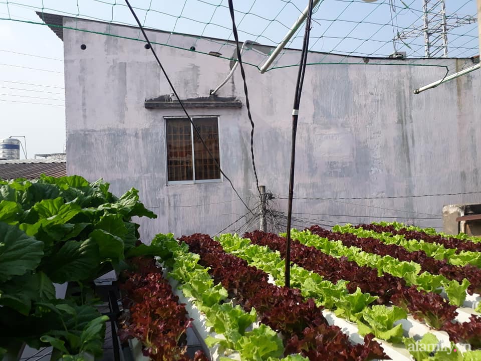 Vườn nông sản xanh mướt sai trĩu quả trên mái tôn của người phụ nữ đảm ở quận 12, TP.HCM - Ảnh 1.
