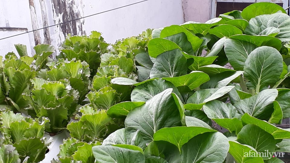 Vườn nông sản xanh mướt sai trĩu quả trên mái tôn của người phụ nữ đảm ở quận 12, TP.HCM - Ảnh 4.