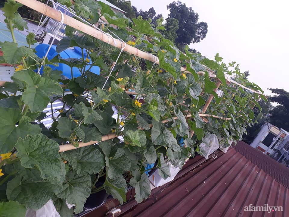 Vườn nông sản xanh mướt sai trĩu quả trên mái tôn của người phụ nữ đảm ở quận 12, TP.HCM - Ảnh 8.