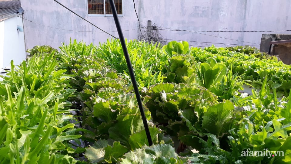Vườn nông sản xanh mướt sai trĩu quả trên mái tôn của người phụ nữ đảm ở quận 12, TP.HCM - Ảnh 12.
