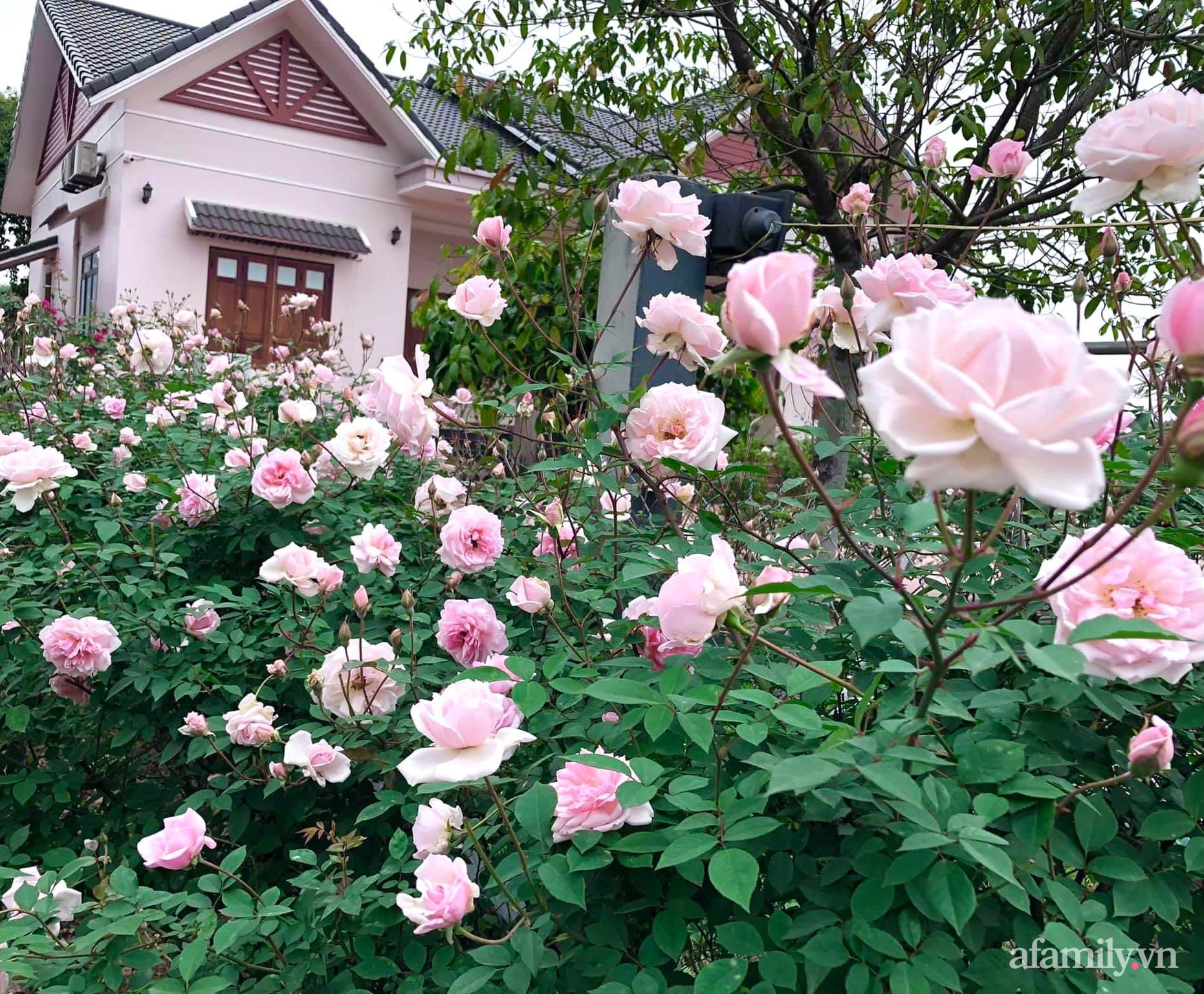 Cuộc sống an yên giữa đồi núi trong ngôi nhà hoa hồng quanh năm tỏa hương sắc của gia đình ở Ba Vì - Ảnh 3.