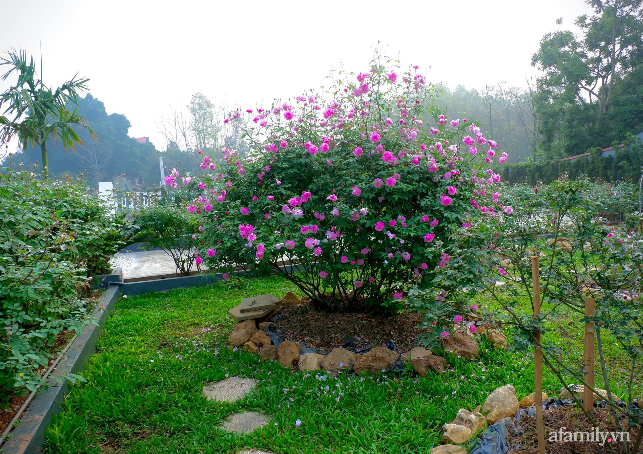Cuộc sống an yên giữa đồi núi trong ngôi nhà hoa hồng quanh năm tỏa hương sắc của gia đình ở Ba Vì - Ảnh 8.
