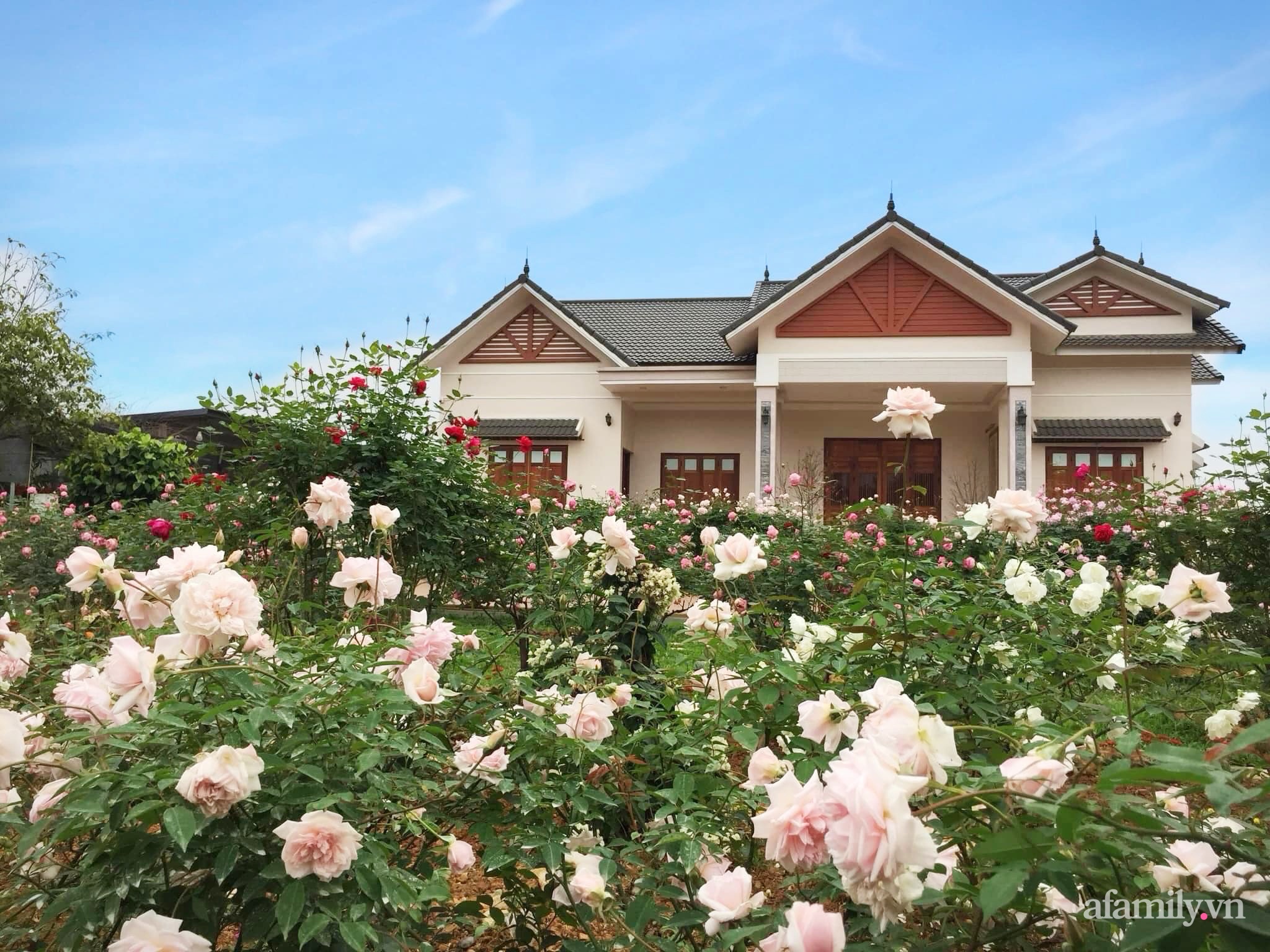 Cuộc sống an yên giữa đồi núi trong ngôi nhà hoa hồng quanh năm tỏa hương sắc của gia đình ở Ba Vì - Ảnh 1.