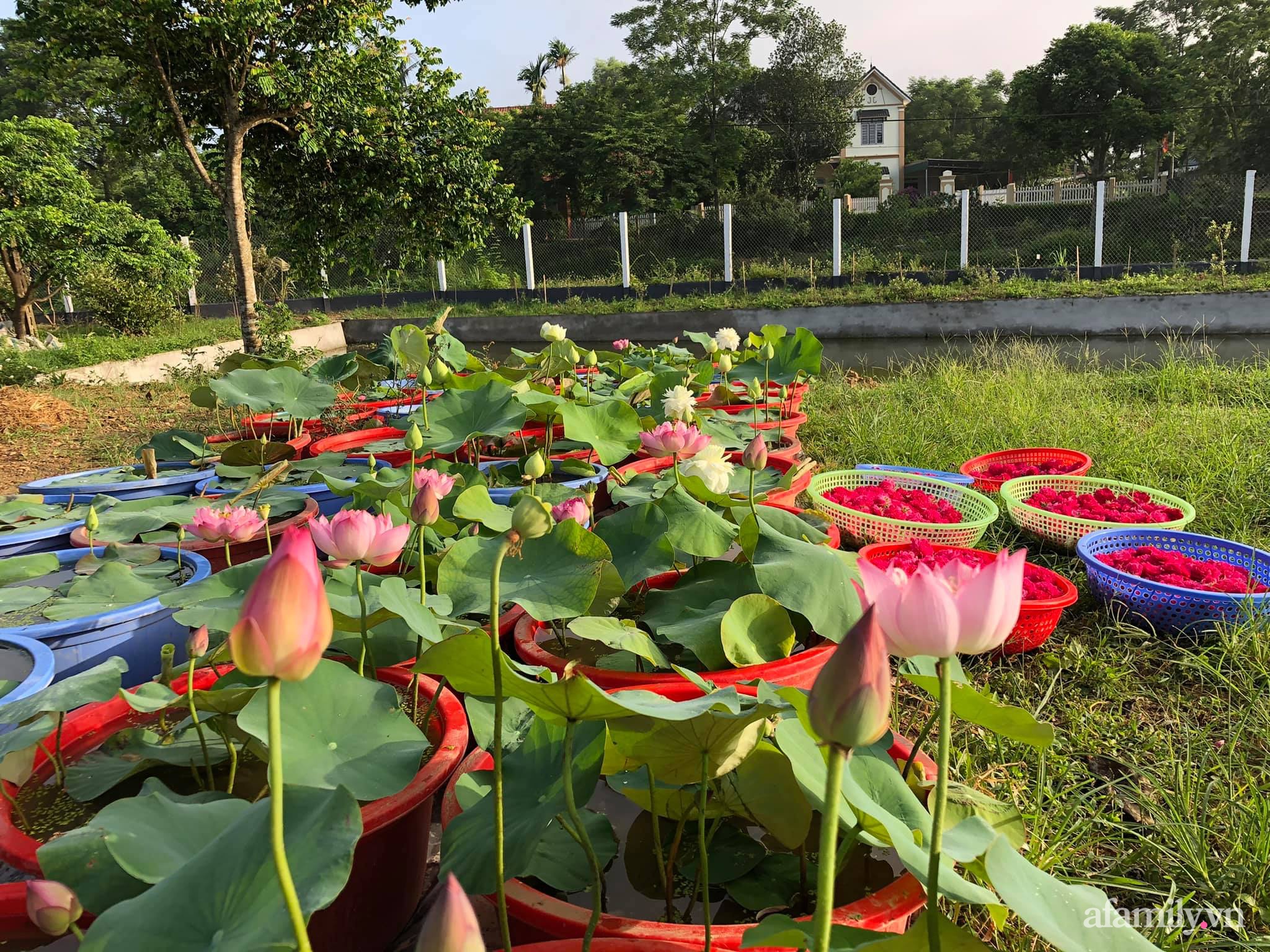 Cuộc sống an yên giữa đồi núi trong ngôi nhà hoa hồng quanh năm tỏa hương sắc của gia đình ở Ba Vì - Ảnh 15.