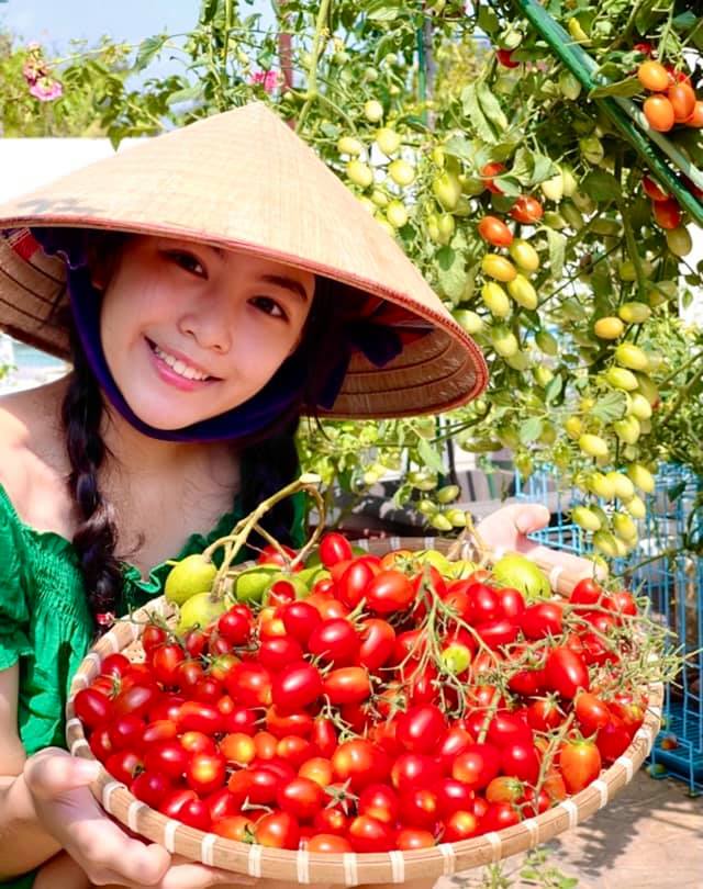Từ 1 hạt cà chua nhỏ xíu, Dạ Thảo - bà xã Quyền Linh trồng được hẳn giàn cà chua bi sai trĩu, quả đỏ rực ai nhìn cũng mê - Ảnh 3.