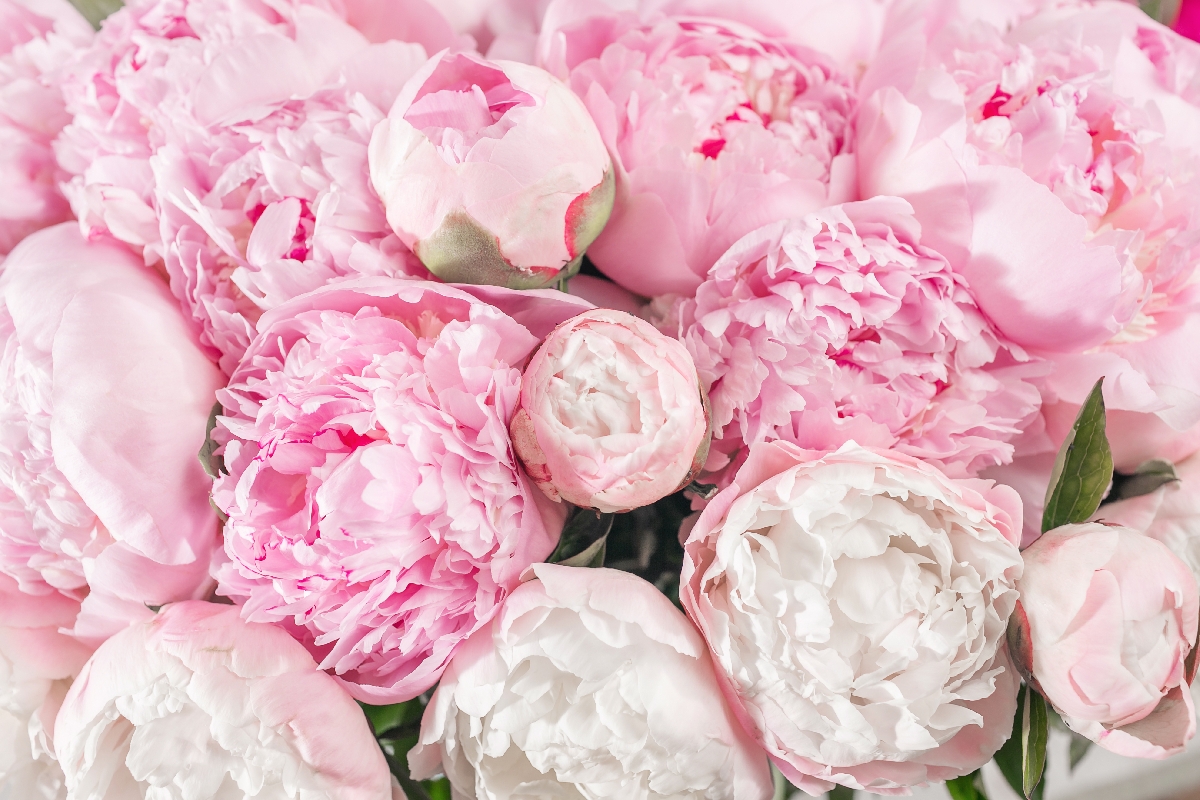 Hãy cùng điểm qua các cách cắm hoa mẫu đơn độc đáo nhé! Những bông hoa đơn giản nhưng tinh tế này sẽ giúp cho ngôi nhà bạn thêm phần sinh động, dịu dàng và đầy sức sống. Hãy để bộ sưu tập hoa mẫu đơn của chúng tôi giúp bạn thấy rõ hơn những cách để sắp xếp hoa đẹp nhất.