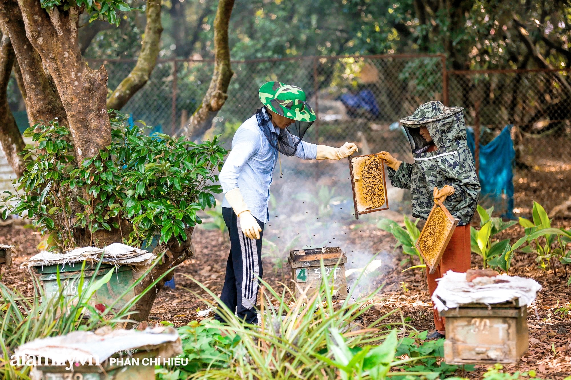 Đến &quot;thủ phủ mật ong&quot; giữa mùa thu hoạch, gặp người đàn ông đã dành cả tuổi xuân đảm nhiệm công việc giữ gìn đàn ong giống quốc gia - Ảnh 3.