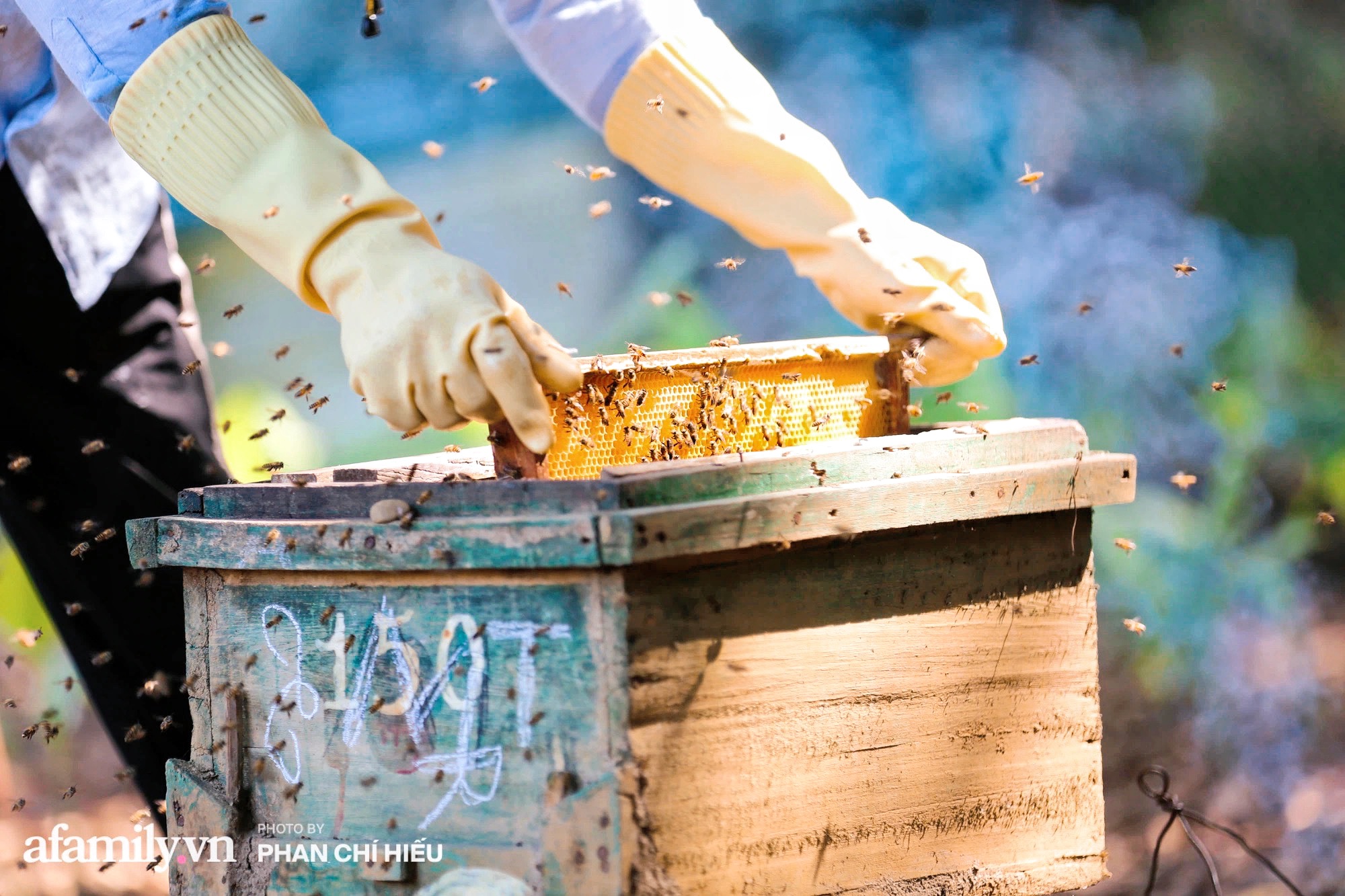 Đến &quot;thủ phủ mật ong&quot; giữa mùa thu hoạch, gặp người đàn ông đã dành cả tuổi xuân đảm nhiệm công việc giữ gìn đàn ong giống quốc gia - Ảnh 5.
