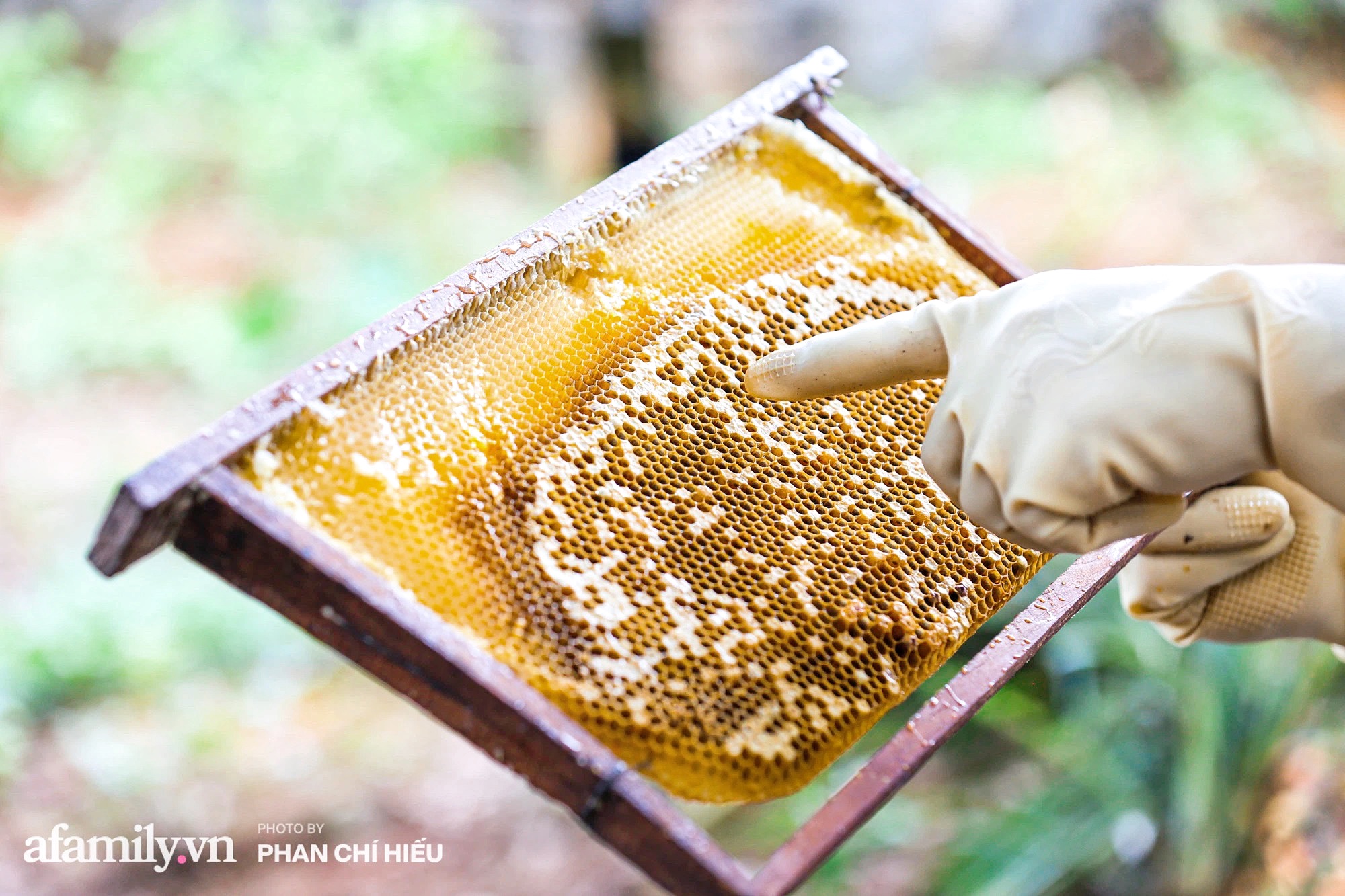 Đến &quot;thủ phủ mật ong&quot; giữa mùa thu hoạch, gặp người đàn ông đã dành cả tuổi xuân đảm nhiệm công việc giữ gìn đàn ong giống quốc gia - Ảnh 7.