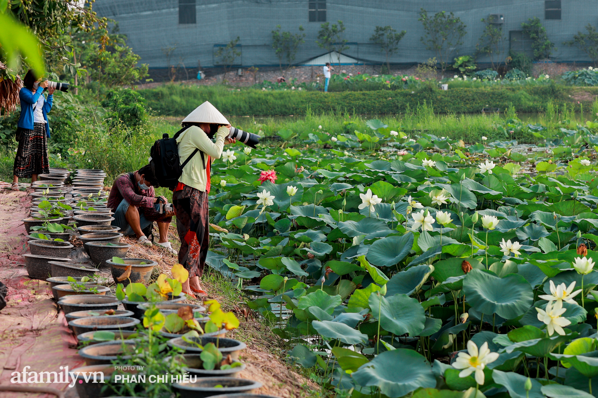 Ngợp với đầm sen nhiều loại nhất Việt Nam đang thi nhau đua nở, muốn hưởng trọn hương sắc phải cầu kỳ có mặt từ lúc sớm tinh mơ - Ảnh 14.
