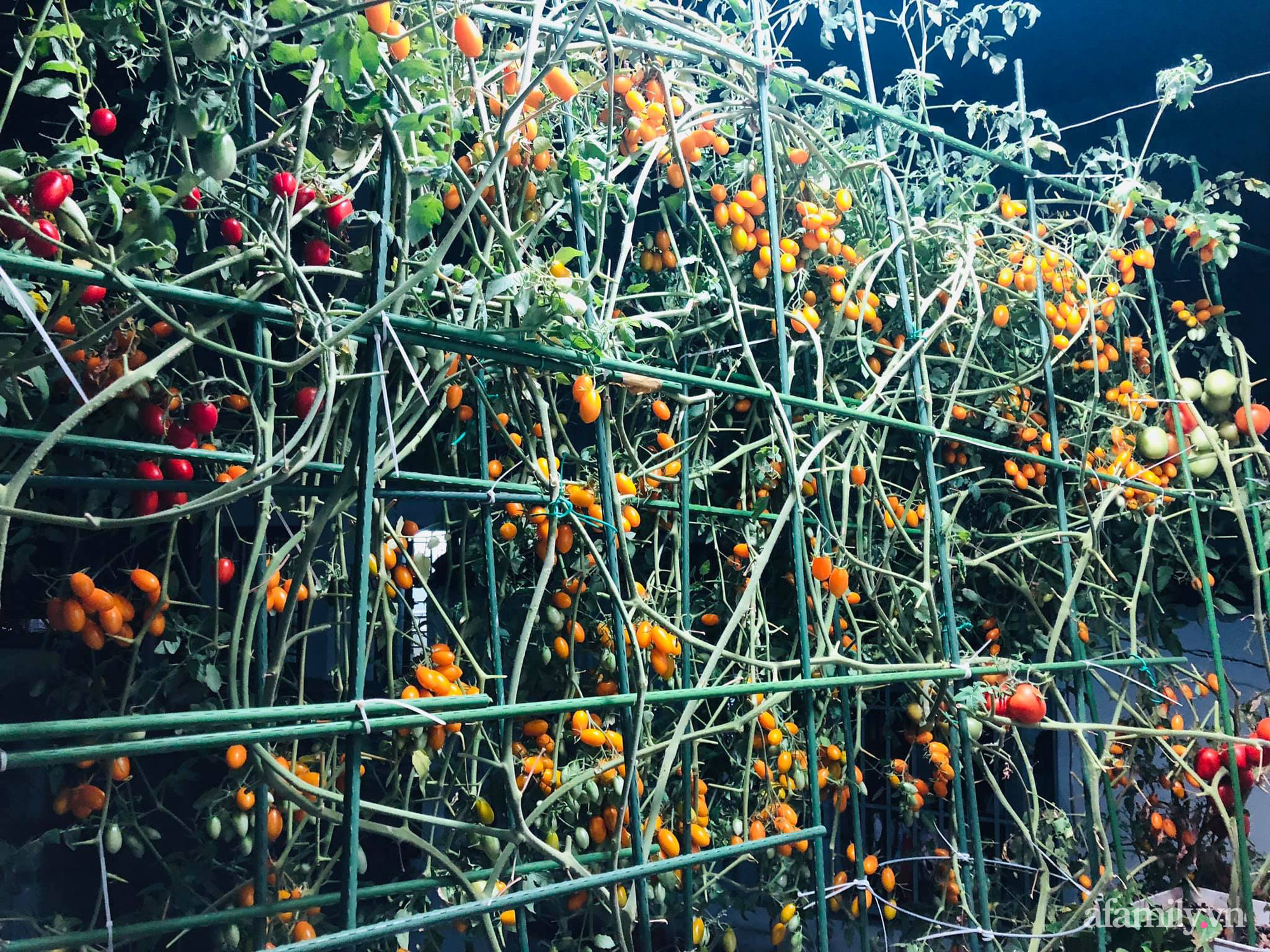 Khu vườn &quot;thạch sanh&quot; bội thu rau quả quanh năm trên sân thượng ở Sài Gòn - Ảnh 8.