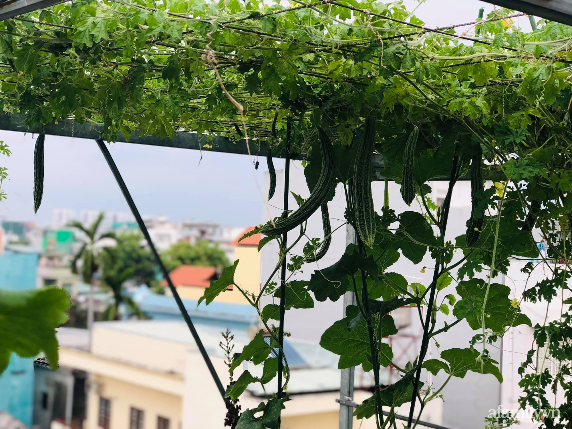 Khu vườn &quot;thạch sanh&quot; bội thu rau quả quanh năm trên sân thượng ở Sài Gòn - Ảnh 3.