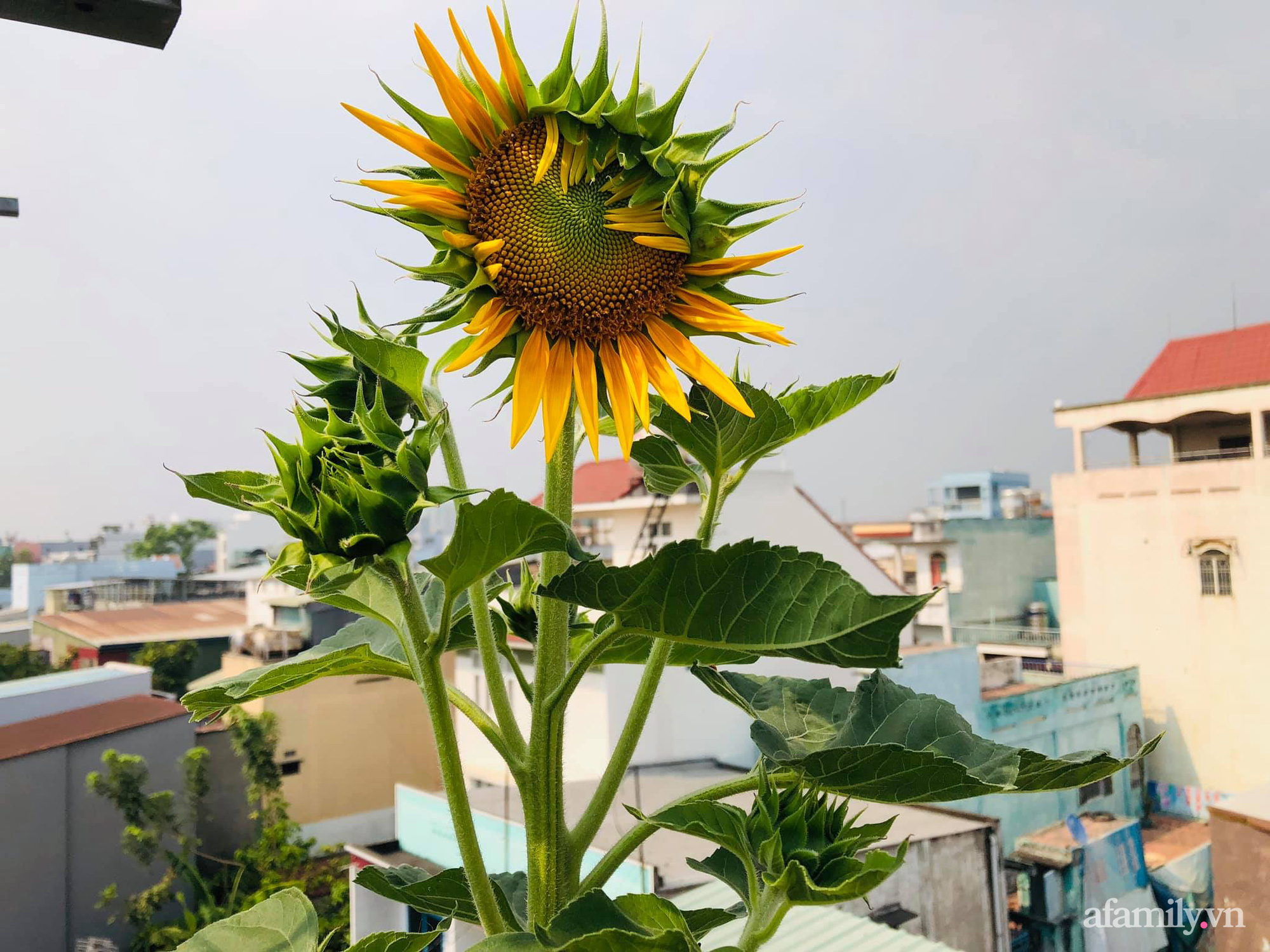Khu vườn thạch sanh bội thu rau quả quanh năm trên sân thượng ở Sài Gòn - Ảnh 49.