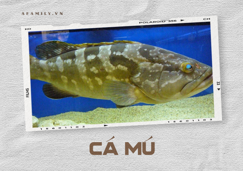 Cẩm nang về các loài cá và cách chế biến siêu ngon giúp chị em tự tin chẳng sợ mẹ chồng chê cười điều gì! - Ảnh 19. Cẩm nang về các loài cá và cách chế biến siêu ngon giúp chị em tự tin chẳng sợ mẹ chồng chê cười điều gì! - Ảnh 19.