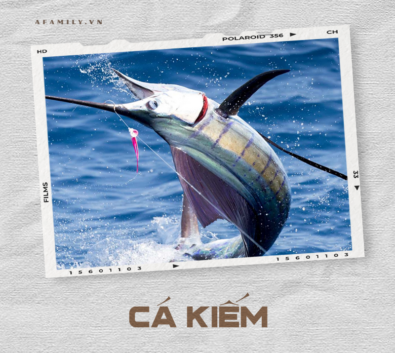 Cẩm nang về các loài cá và cách chế biến siêu ngon giúp chị em tự tin chẳng sợ mẹ chồng chê cười điều gì! - Ảnh 24. Cẩm nang về các loài cá và cách chế biến siêu ngon giúp chị em tự tin chẳng sợ mẹ chồng chê cười điều gì! - Ảnh 24.