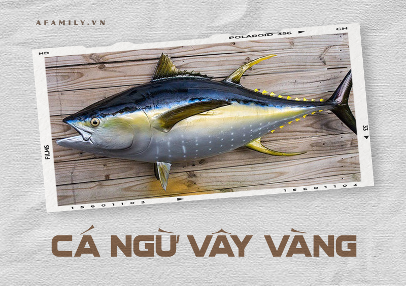 Cẩm nang về các loài cá và cách chế biến siêu ngon giúp chị em tự tin chẳng sợ mẹ chồng chê cười điều gì! - Ảnh 30. Cẩm nang về các loài cá và cách chế biến siêu ngon giúp chị em tự tin chẳng sợ mẹ chồng chê cười điều gì! - Ảnh 30.