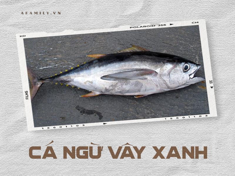 Cẩm nang về các loài cá và cách chế biến siêu ngon giúp chị em tự tin chẳng sợ mẹ chồng chê cười điều gì! - Ảnh 32. Cẩm nang về các loài cá và cách chế biến siêu ngon giúp chị em tự tin chẳng sợ mẹ chồng chê cười điều gì! - Ảnh 32.